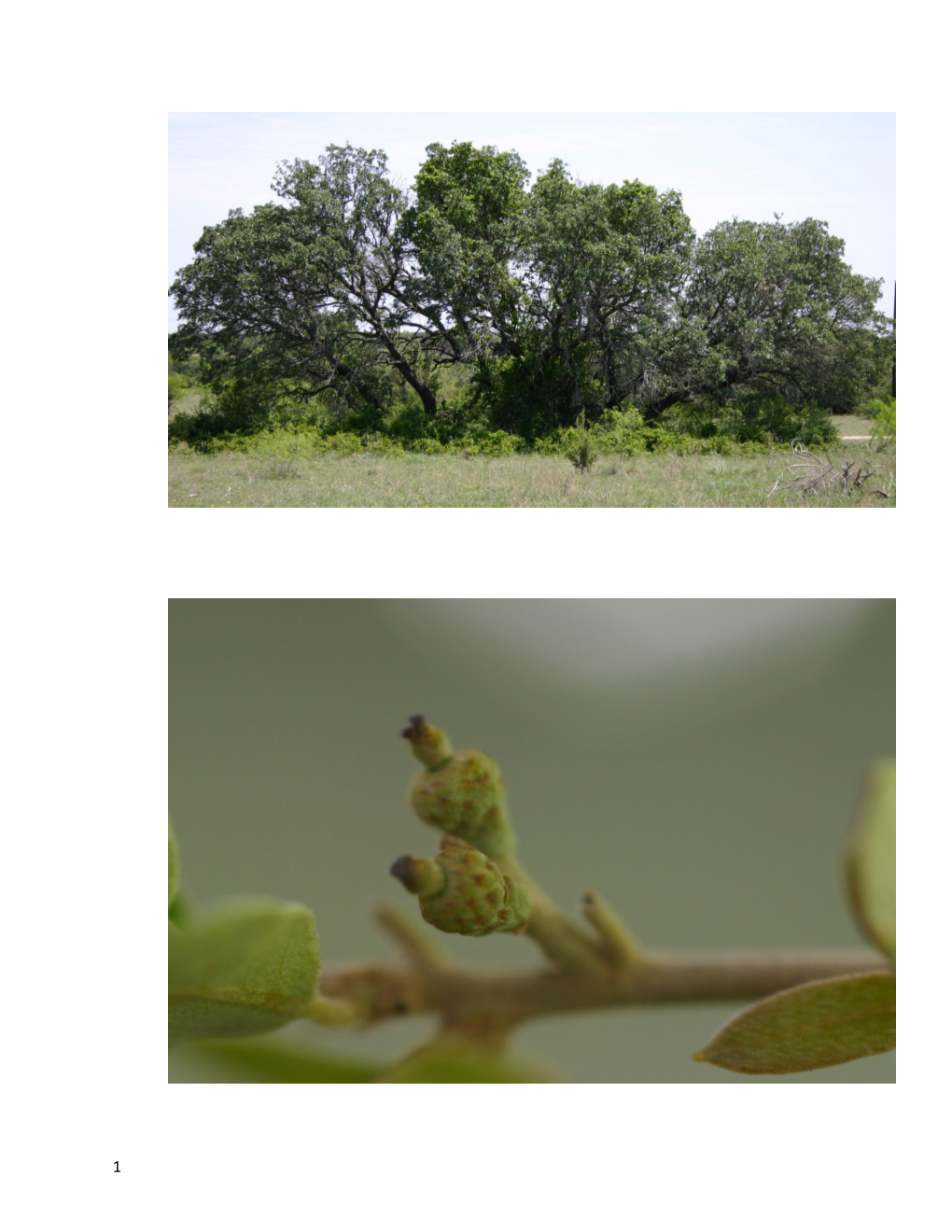 Oaks (Quercus) Like the Plateau Live Oak (Q. Fusiformissmall) (Photographed Above)And