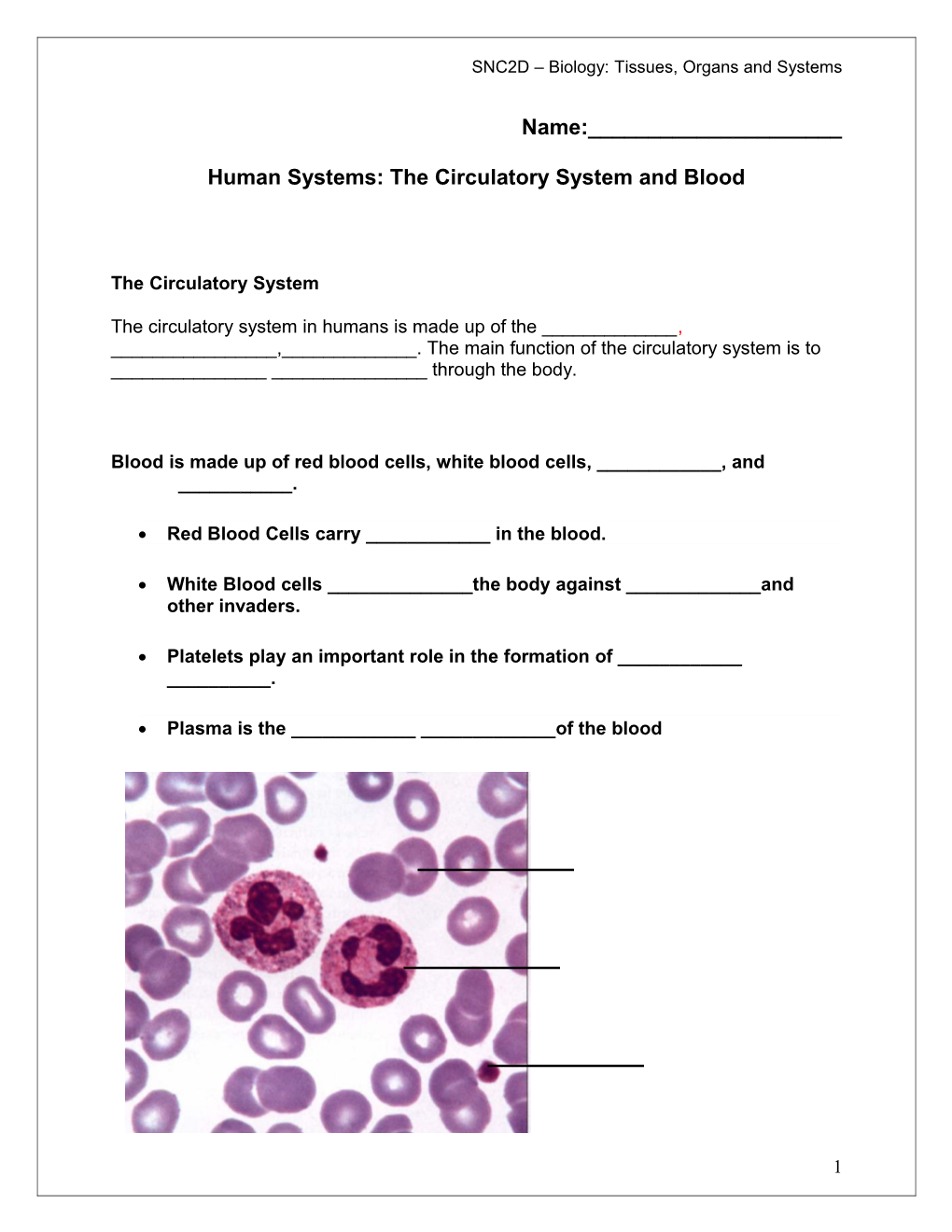 Human Systems: the Circulatory System and Blood