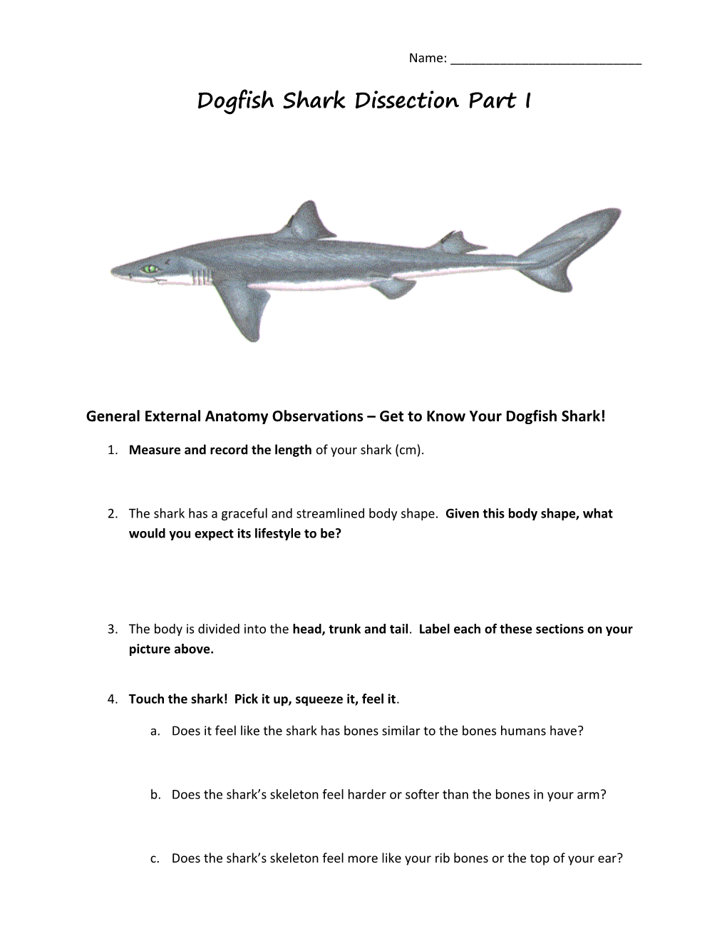 Dogfish Shark Dissection Part I