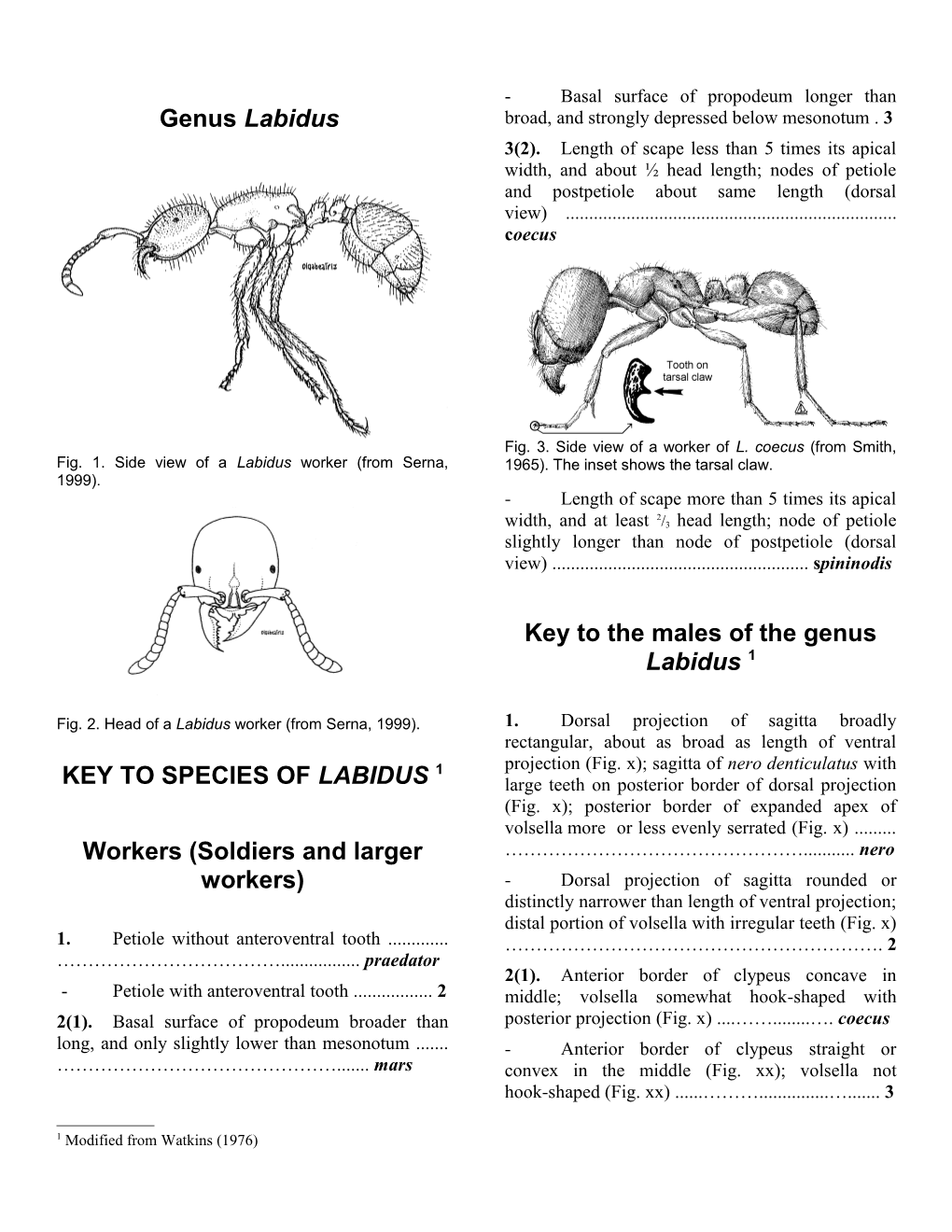 Fig. 2. Head of a Labidus Worker (From Serna, 1999)