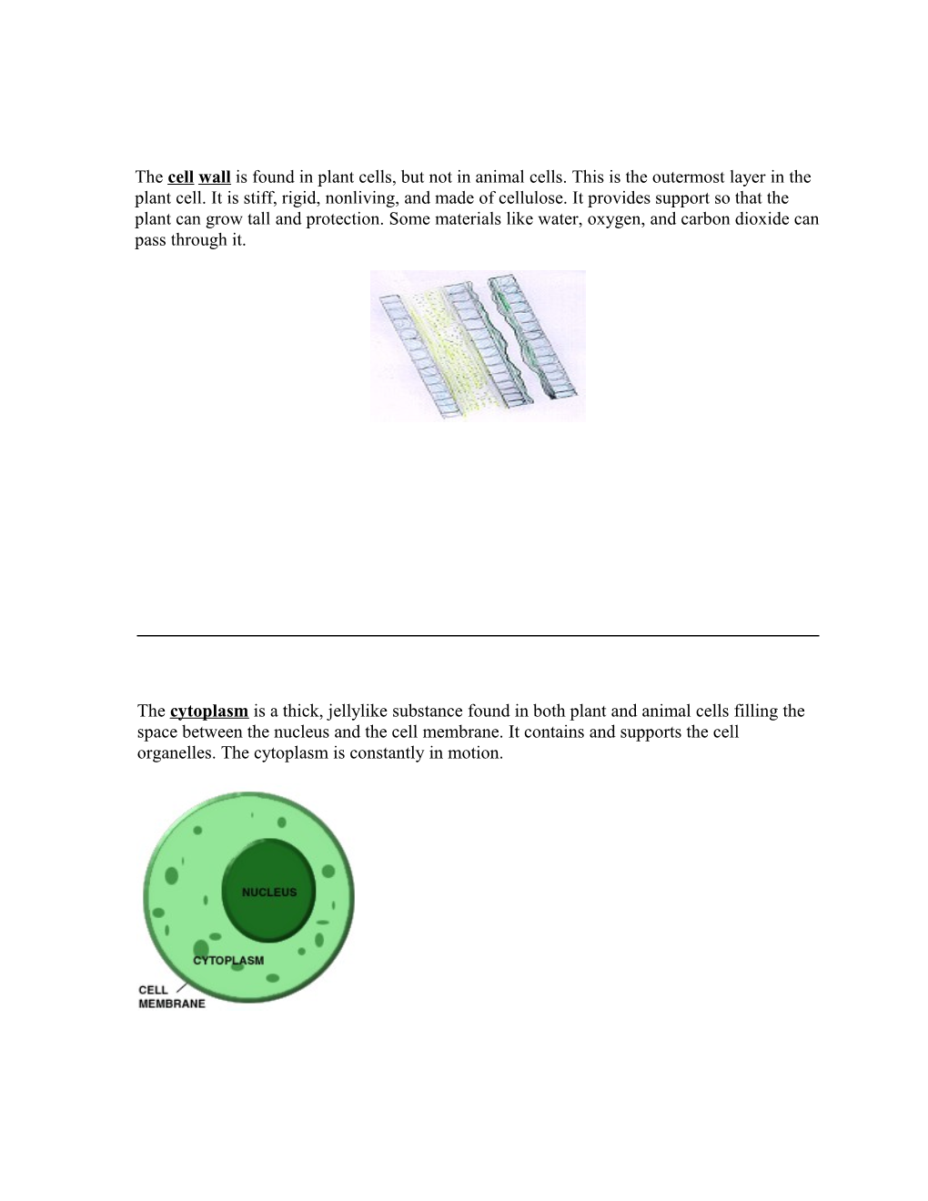 The Cell Wall Is Found in Plant Cells, but Not in Animal Cells