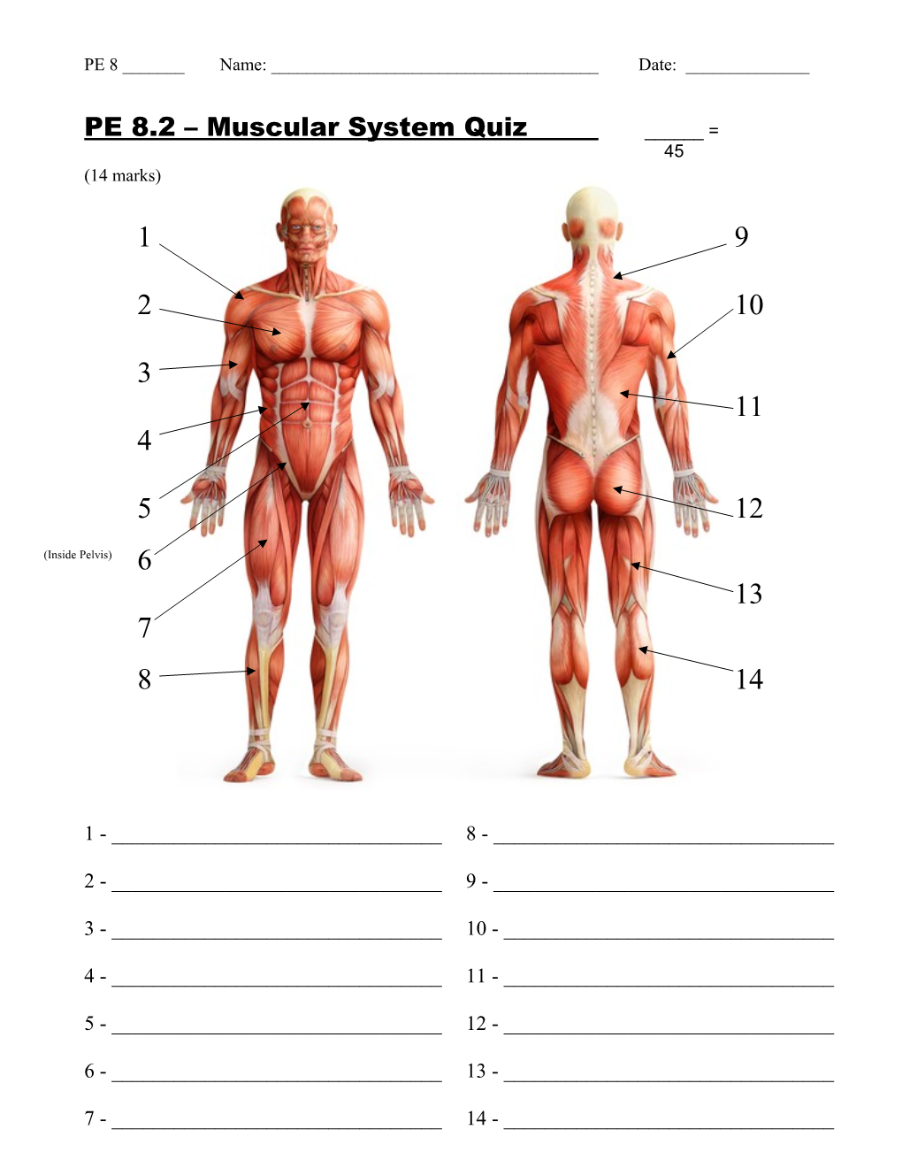 PE 8.2 Muscular Systemquiz