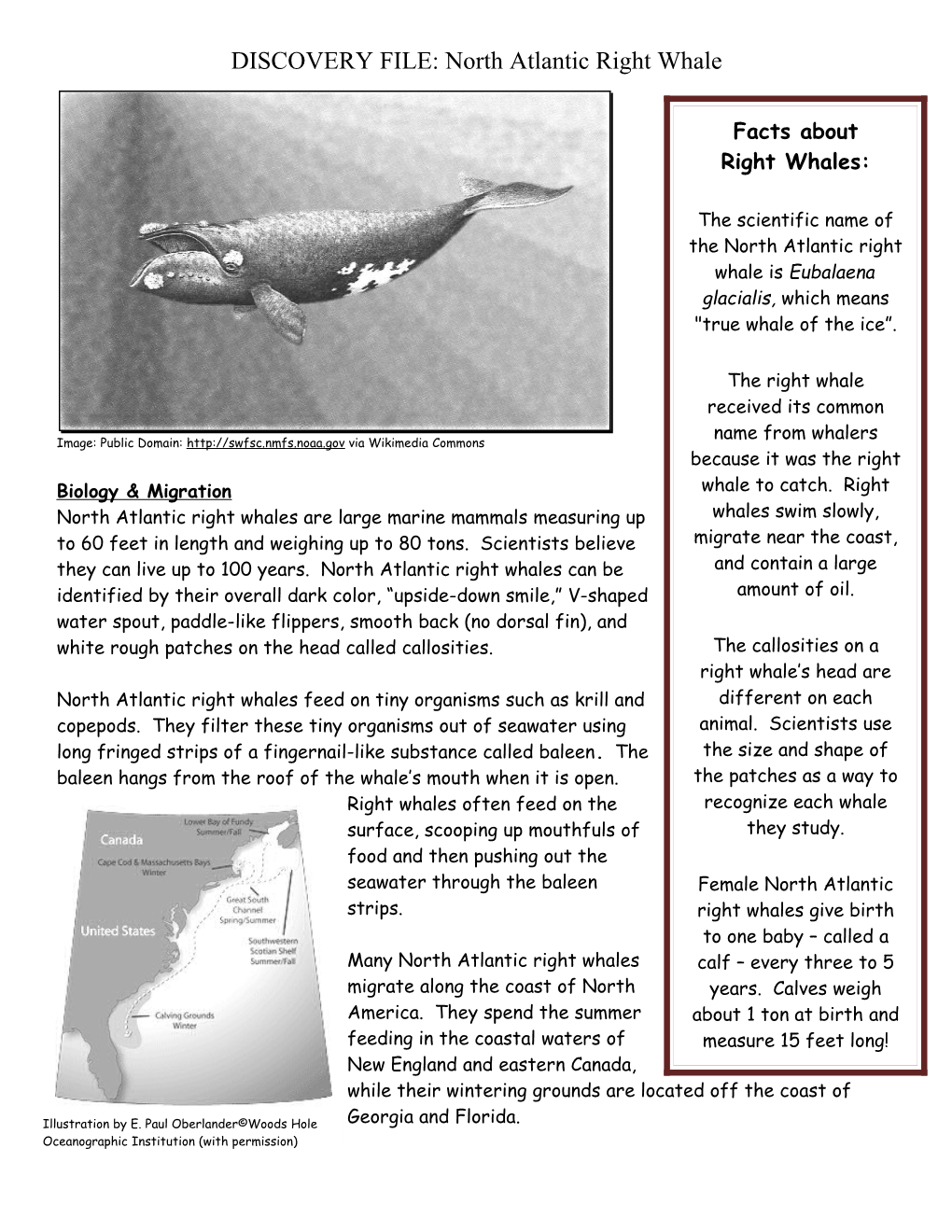 DISCOVERY FILE: North Atlantic Right Whale