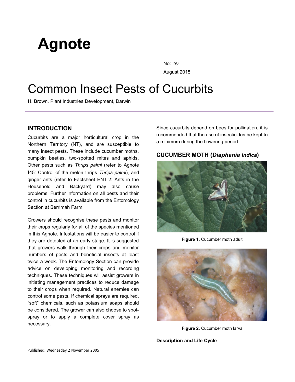 Common Insect Pests of Cucurbits