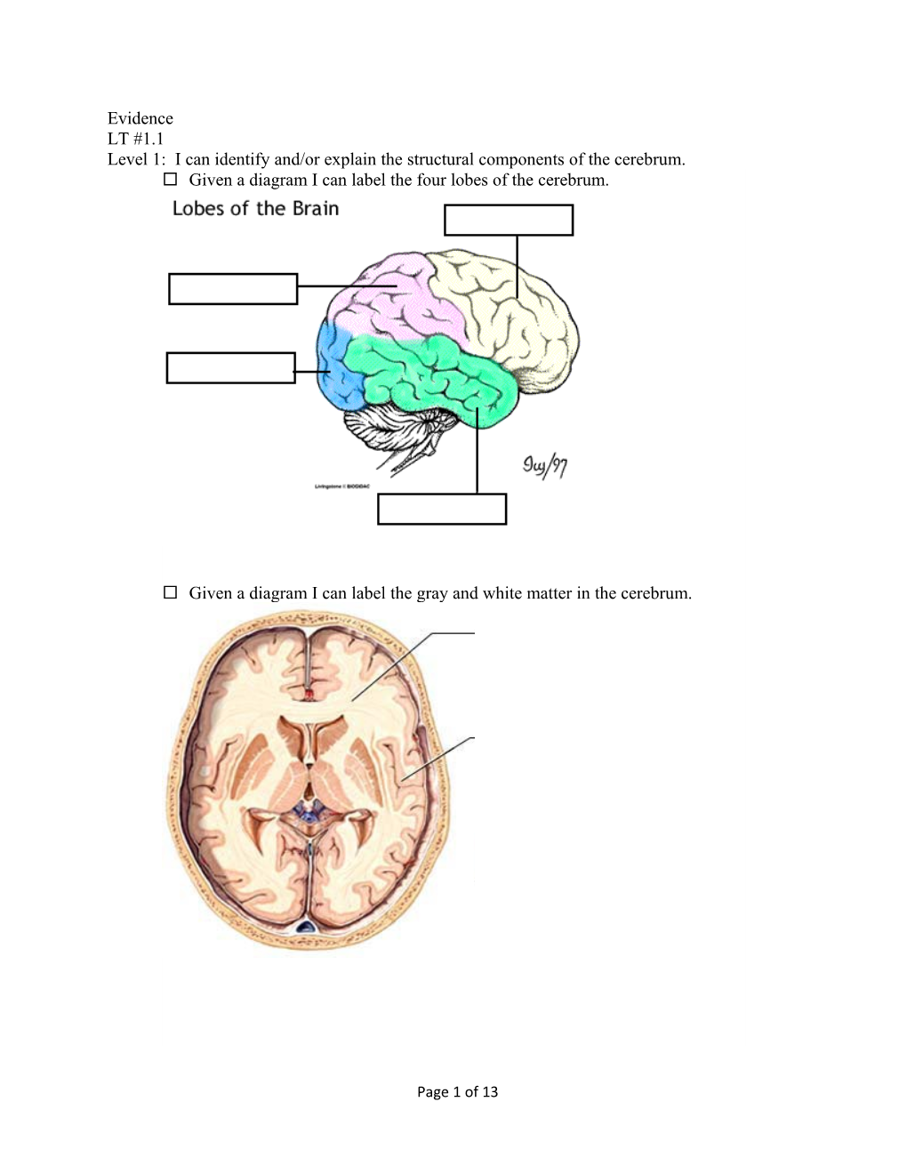 Level 1: I Can Identify And/Or Explain the Structural Components of the Cerebrum
