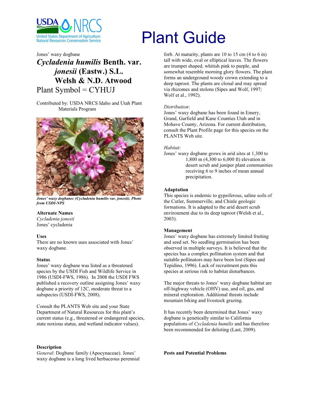 Plant Guide for Jones' Waxy Dogbane (Cycladenia Humilis Var. Jonesii)
