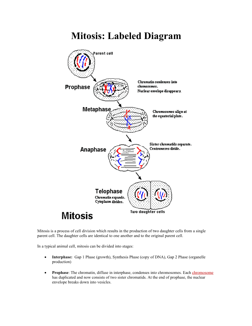 Mitosis: Labeled Diagram