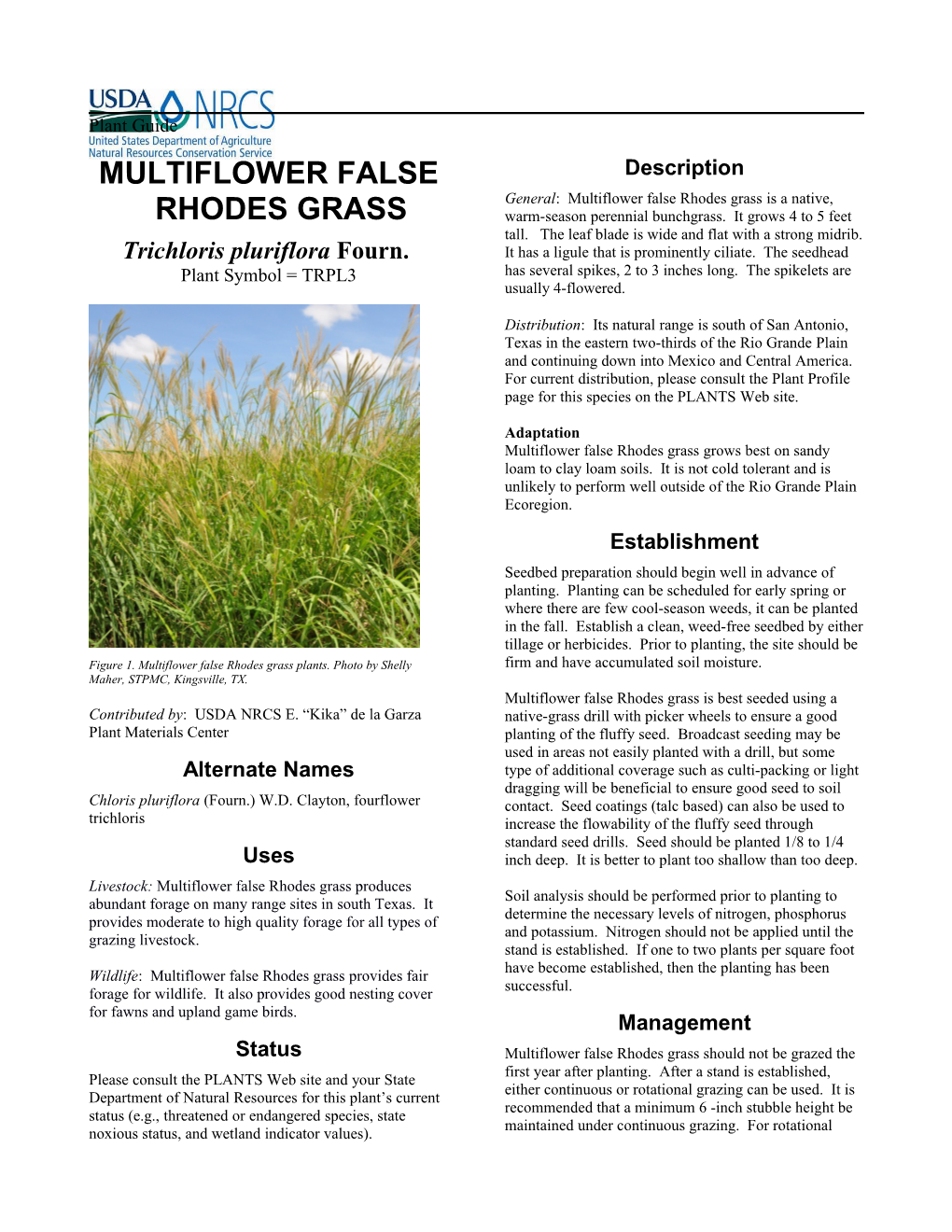 Multiflower False Rhodes Grass (Trichloris Pluriflora Fourn.) Plant Guide