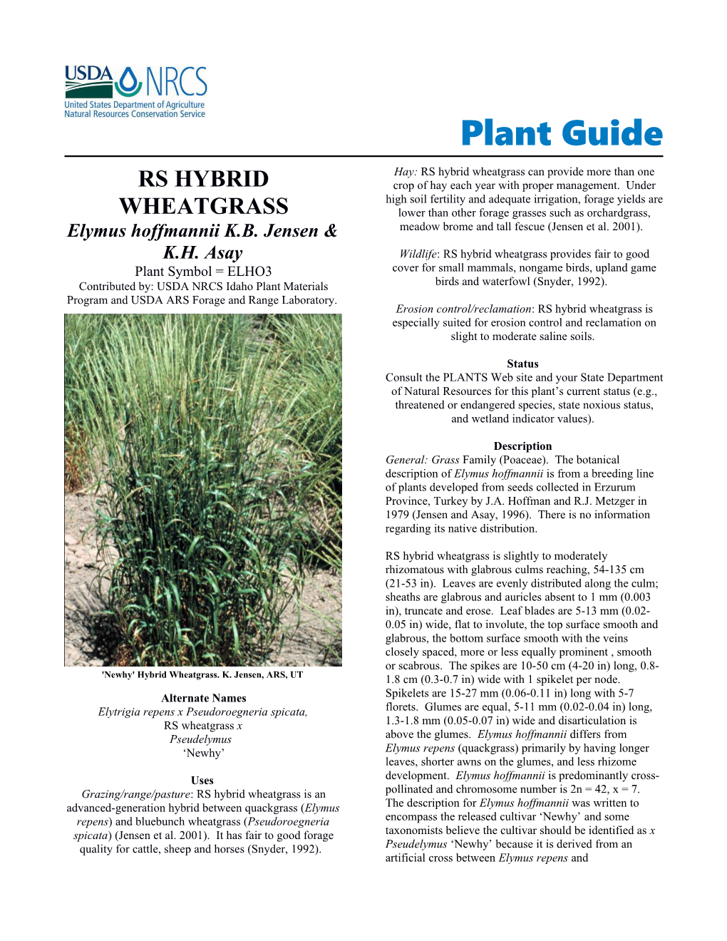 Plant Guide- RS-Hybrid Wheatgrass