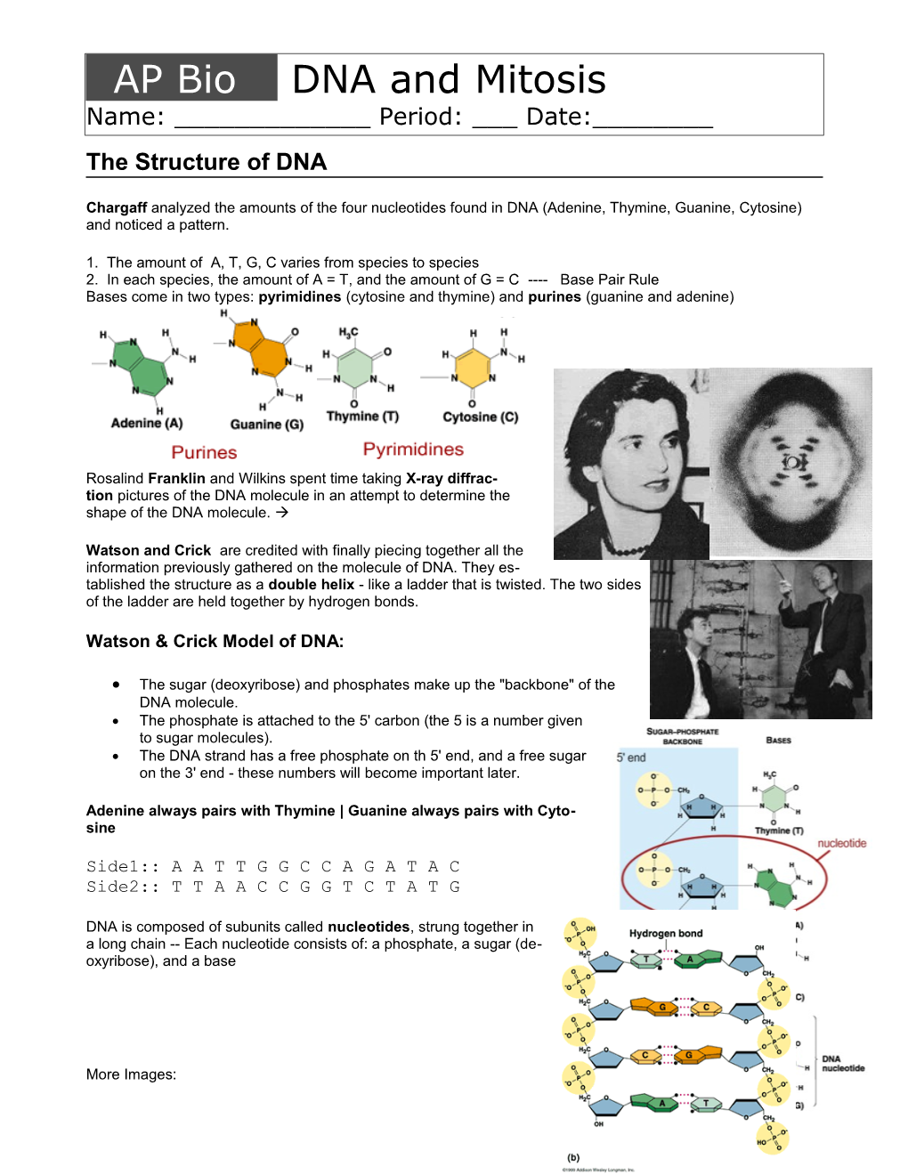 AP Bio DNA and Mitosis