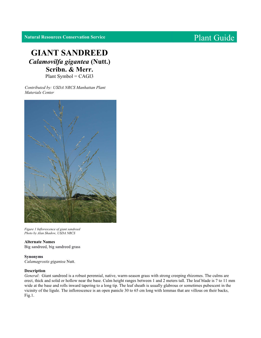 Giant Sandreed Plant Guide