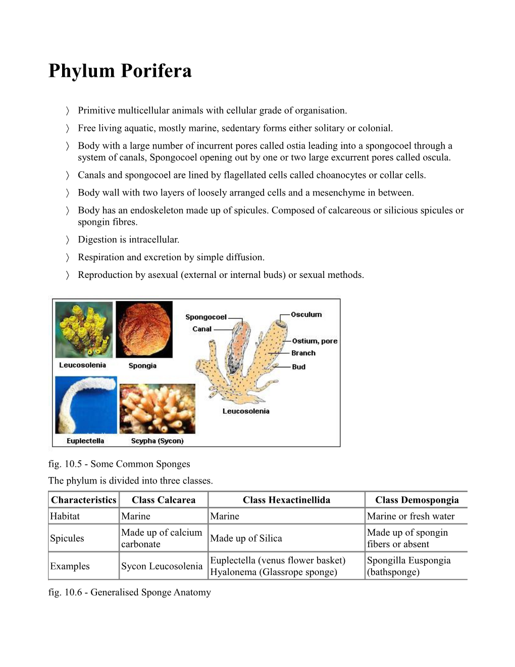 Primitive Multicellular Animals with Cellular Grade of Organisation