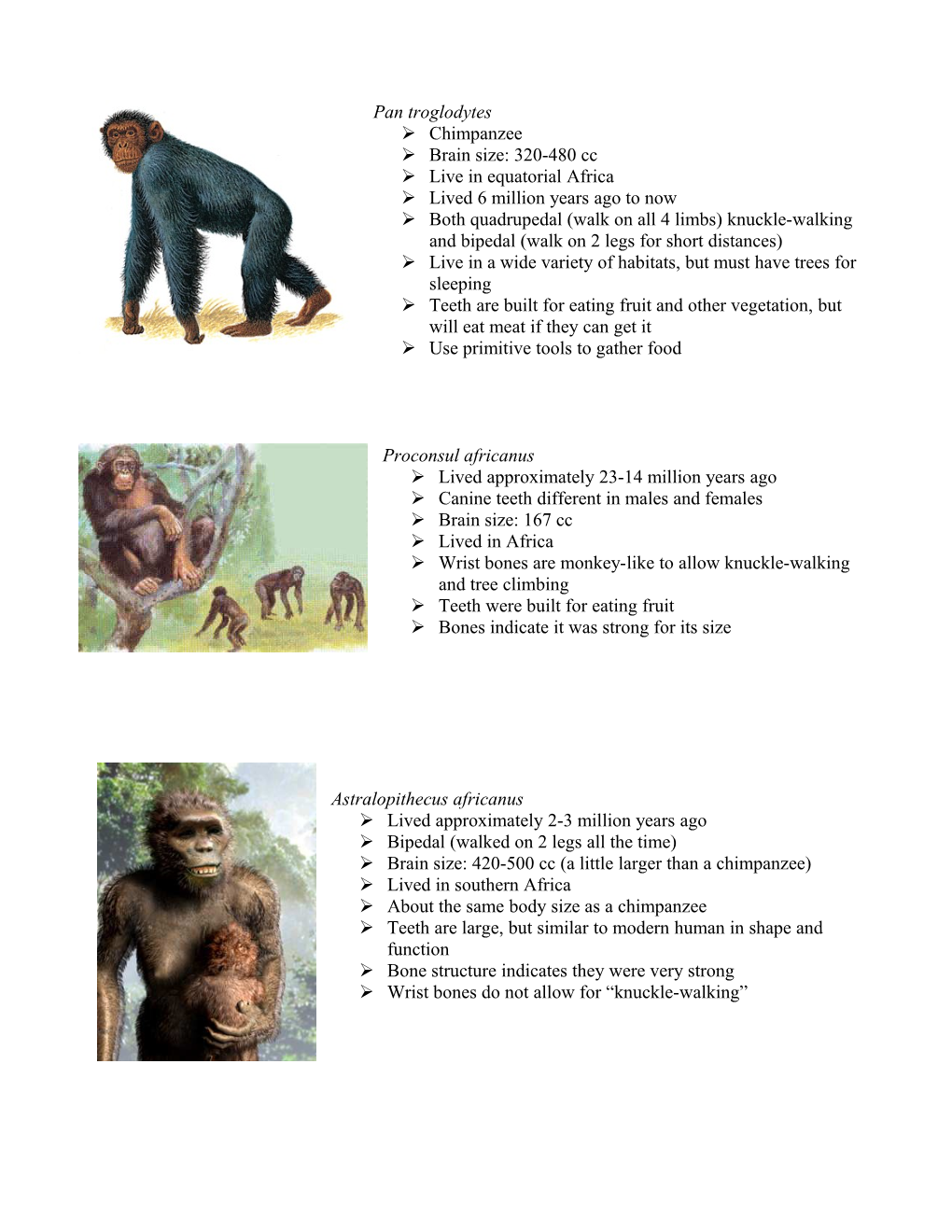 Human Evolution Notes