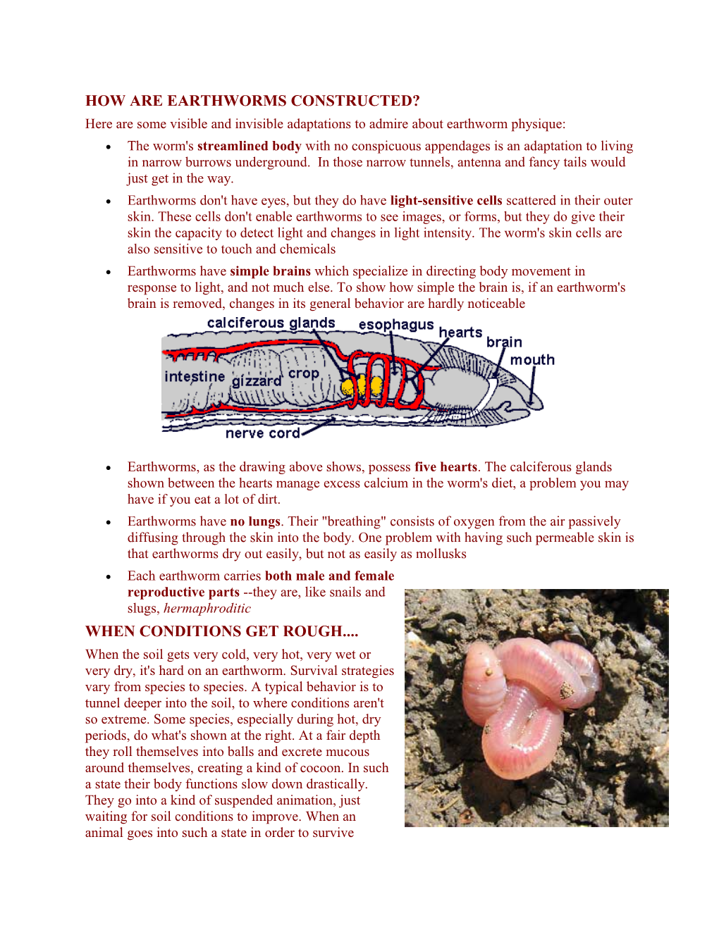 How Are Earthworms Constructed?