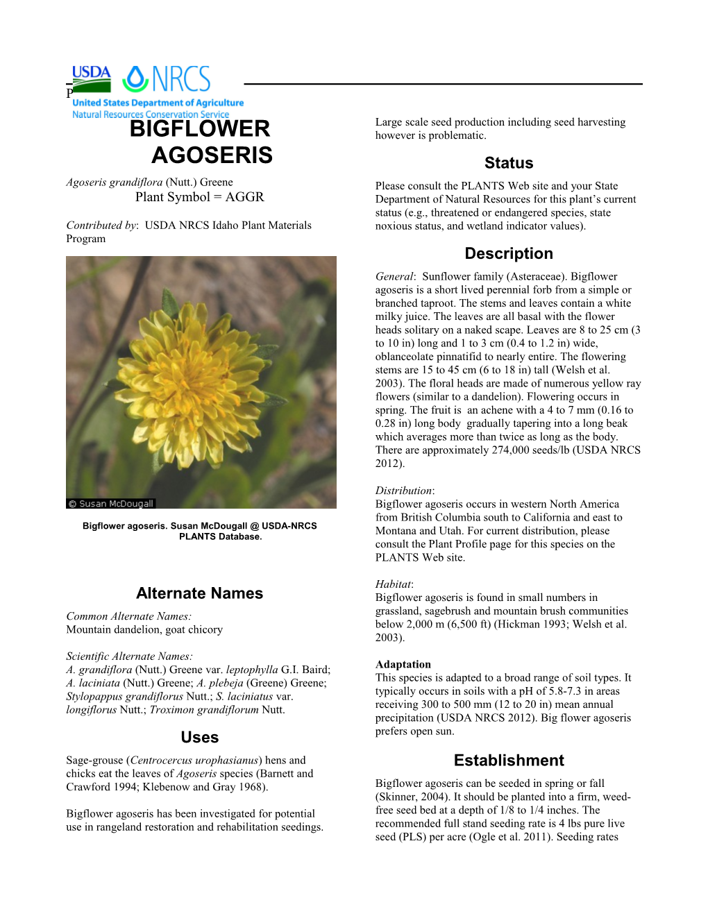 Plant Guide for Bigflower Agoseris (Agoseris Grandiflora)