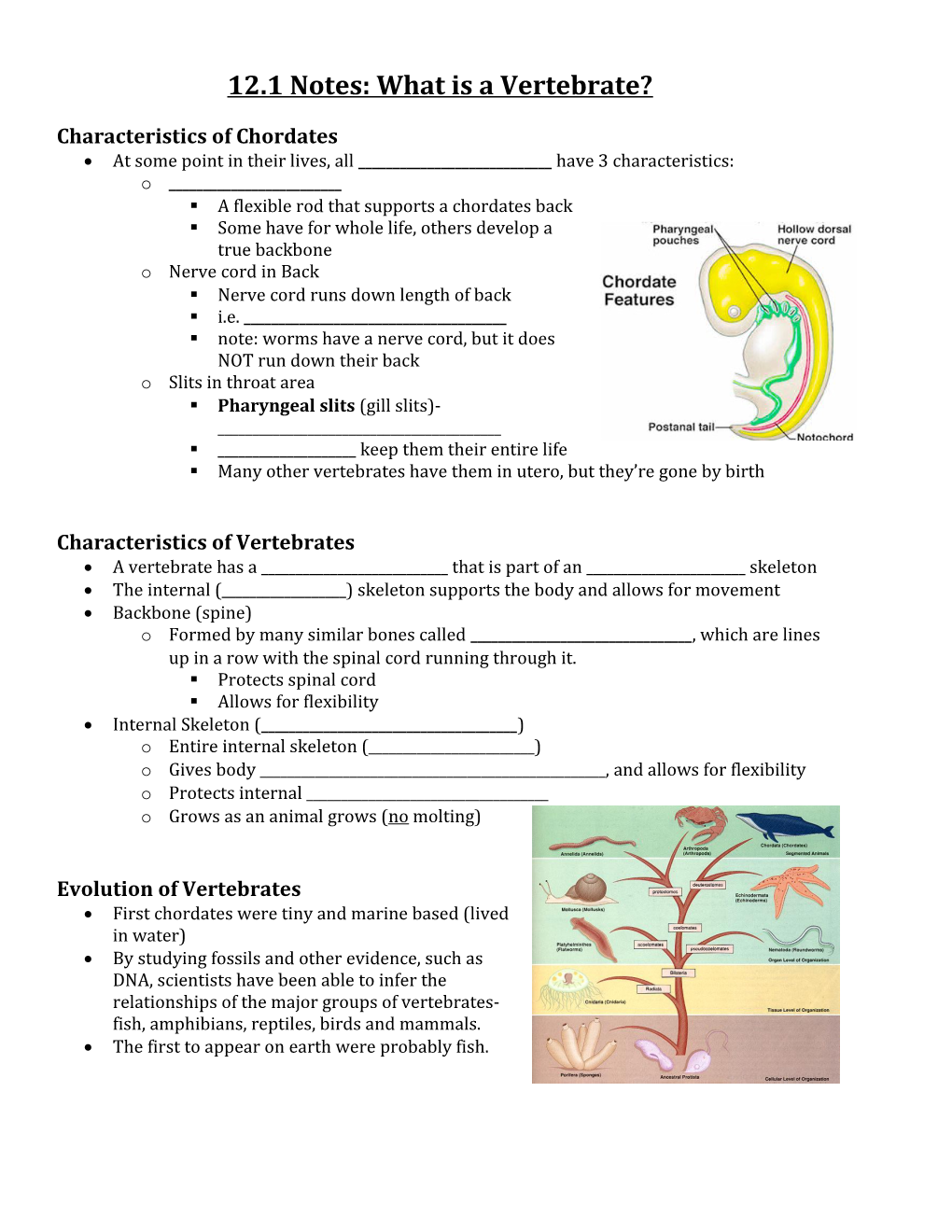 12.1 Notes: What Is a Vertebrate?