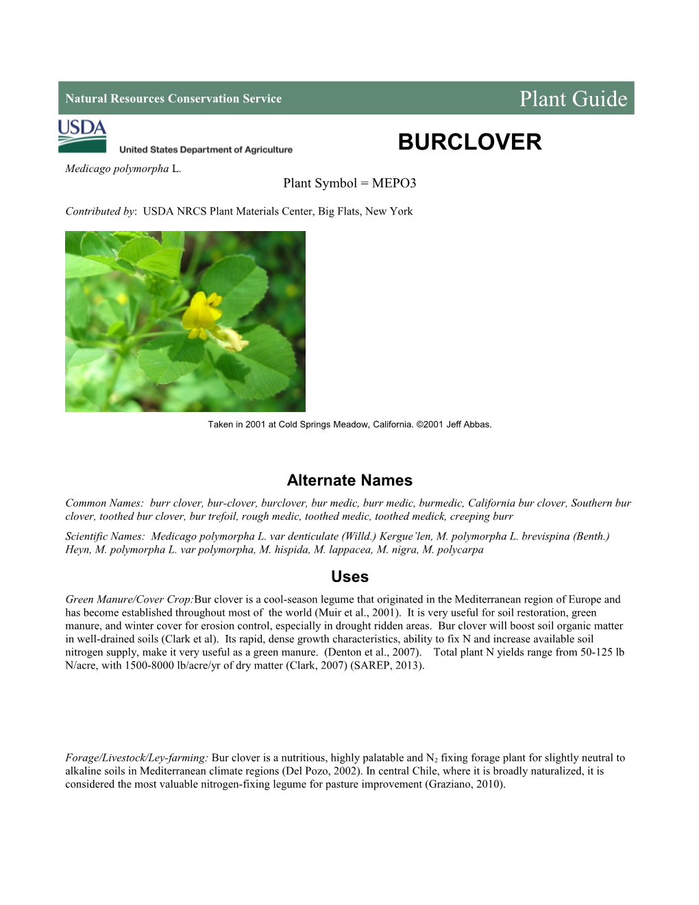 Bur Clover (Medicago Polymorpha)