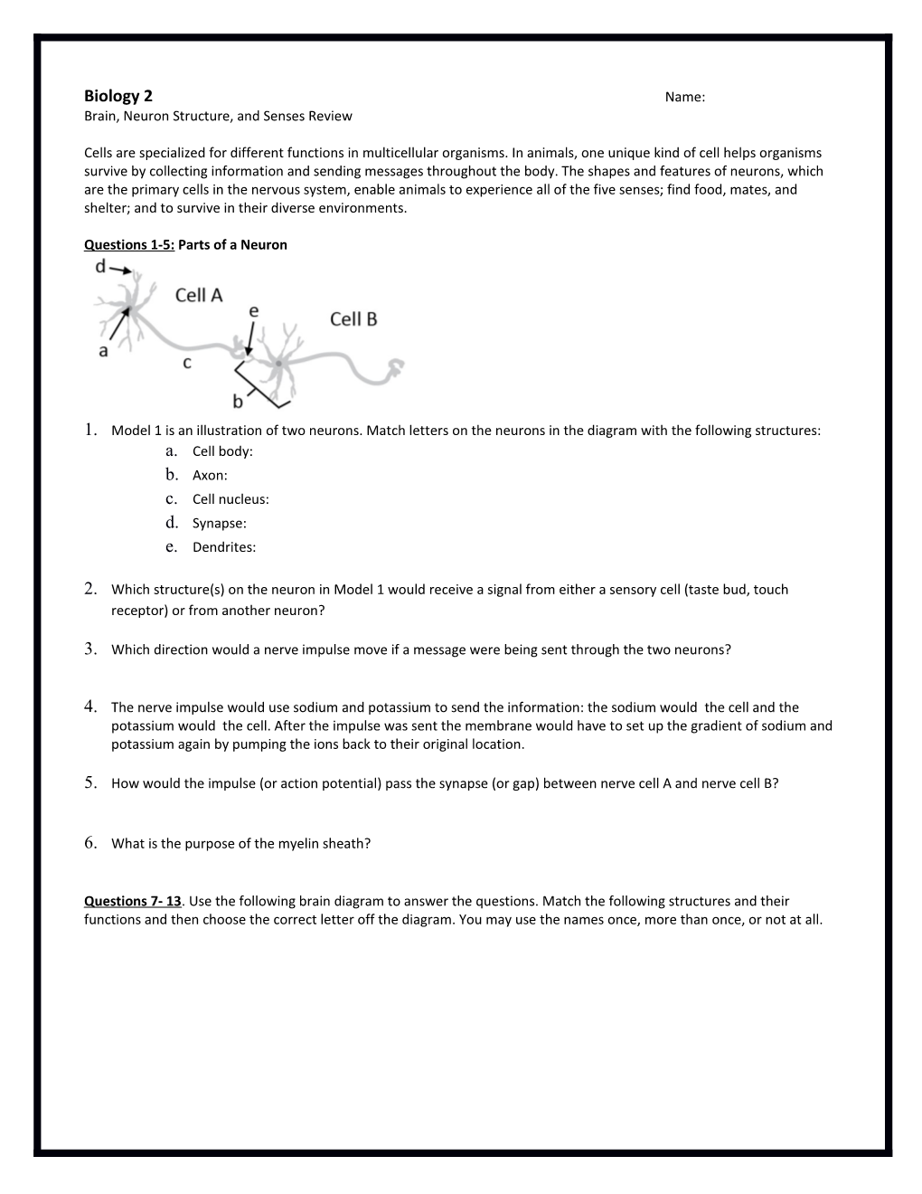 Brain, Neuron Structure, and Sensesreview