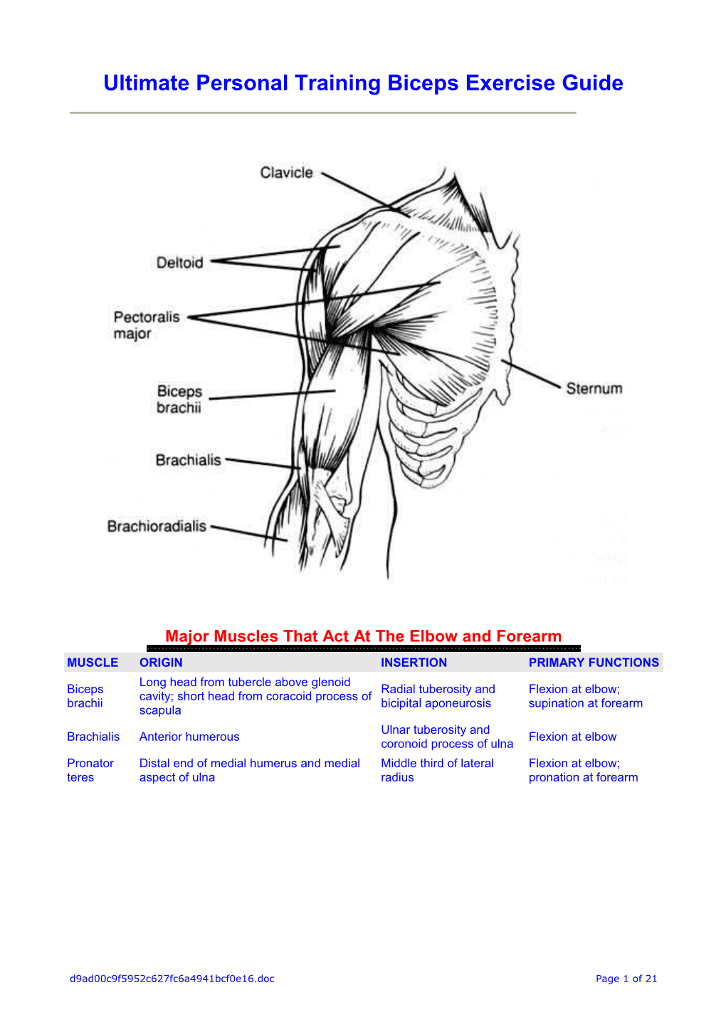 Ultimate Personal Training Biceps Exercise Guide