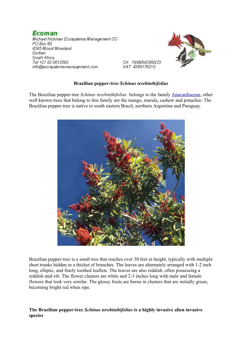 Schinus Terebinthifolius Is a Species of Flowering Plant in the Cashew Family, Anacardiaceae