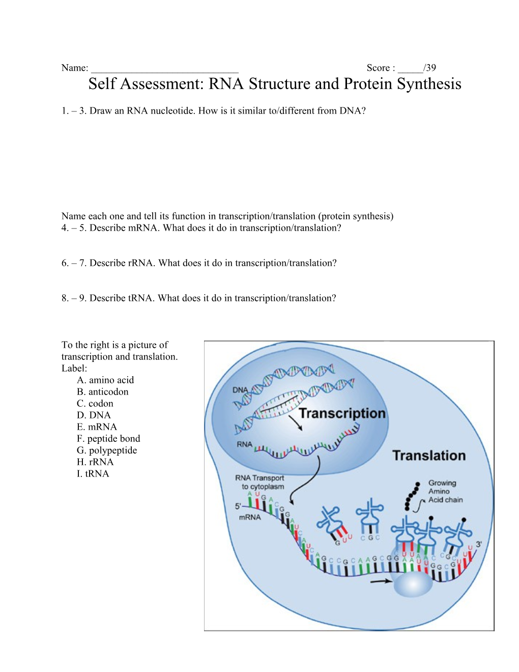 Self Assessment: RNA Structure and Protein Synthesis