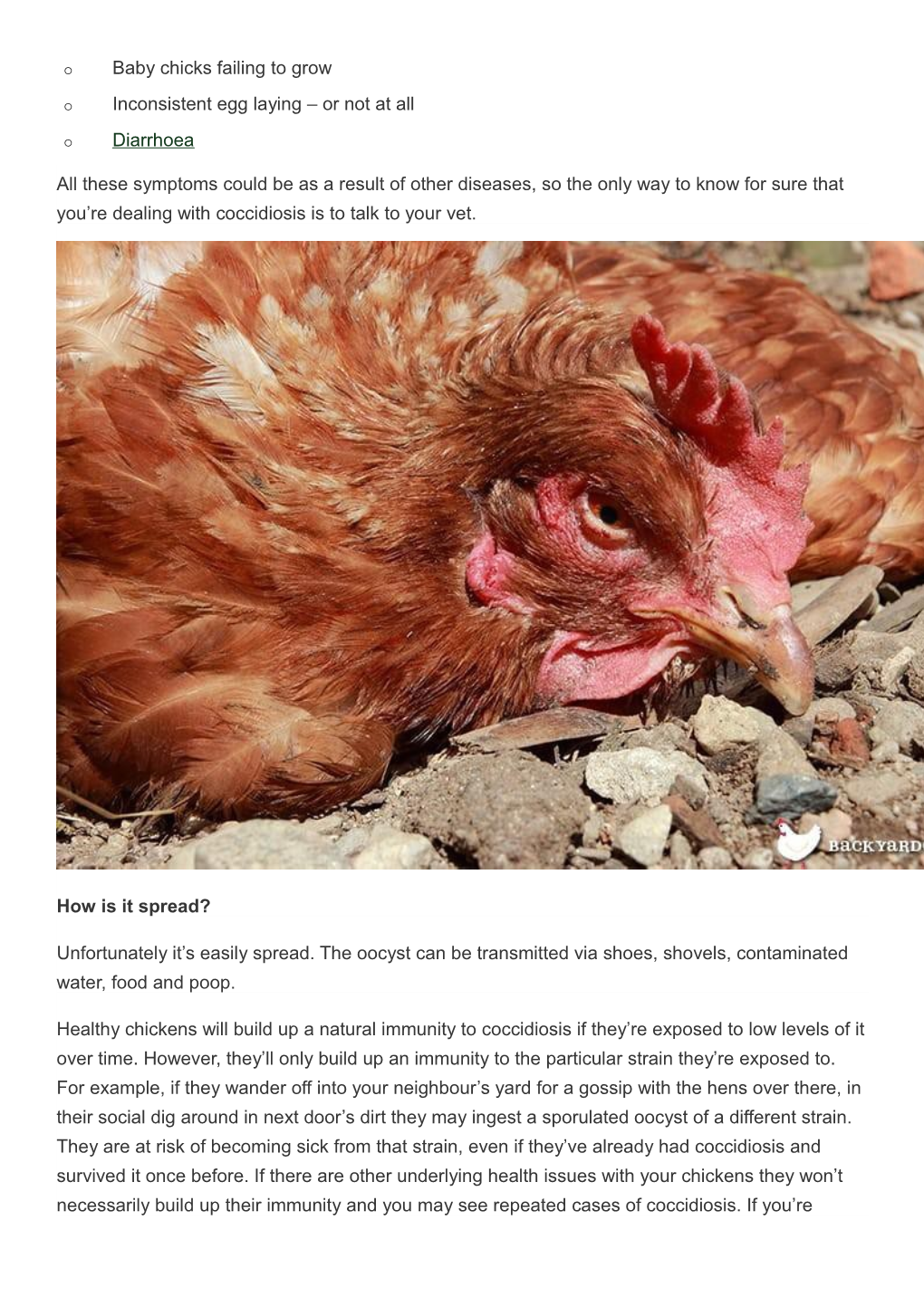 Coccidiosis in Chickens - Prevention, Symptoms and Treatment Tips