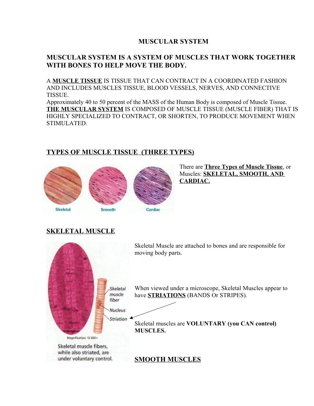 Muscular System Is a System of Muscles That Work Together with Bones to Help Move the Body