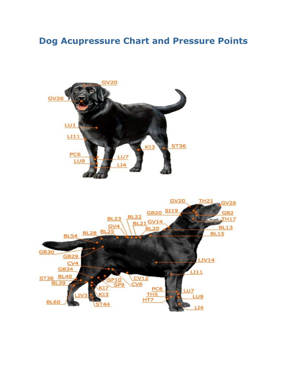 Dog Acupressure Chart and Pressure Points