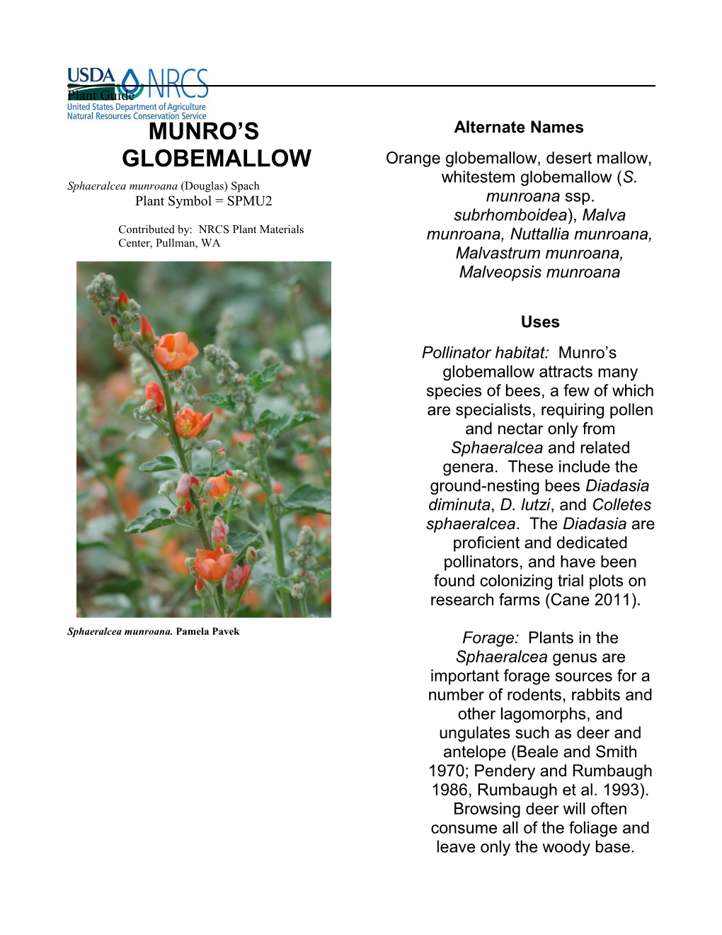 Munro's Globemallow Plant Guide