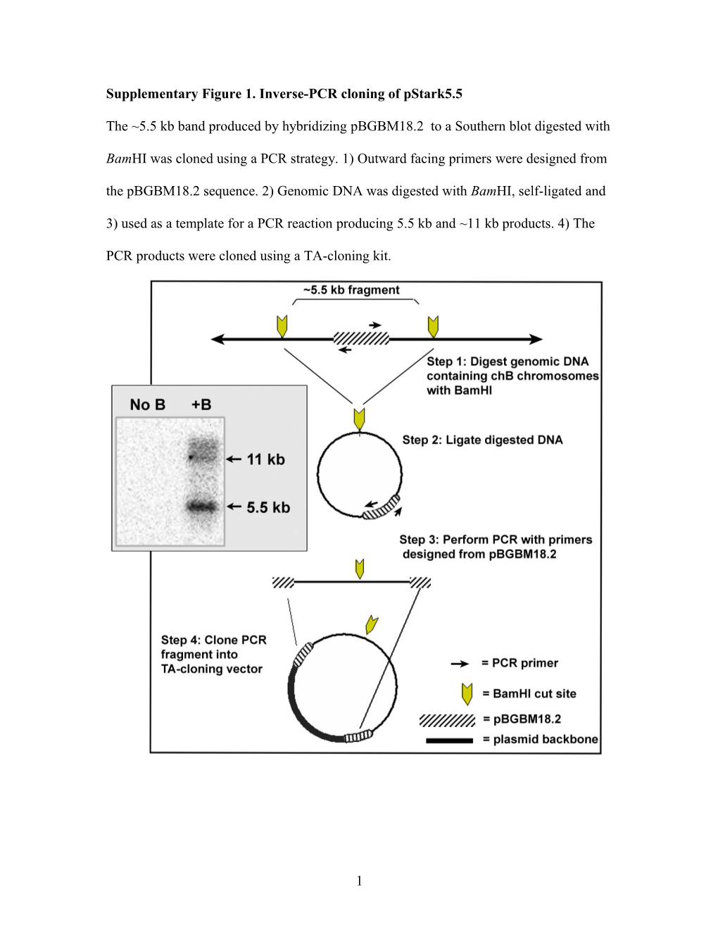 Supplementary Figure 1. Inverse-PCR Cloning of Pstark5.5