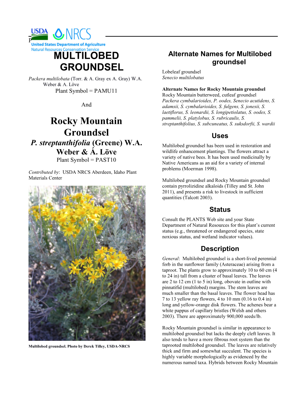 Plant Guide for Multilobed Groundsel (Packera Multilobata) and Rocky Mountain Groundsel