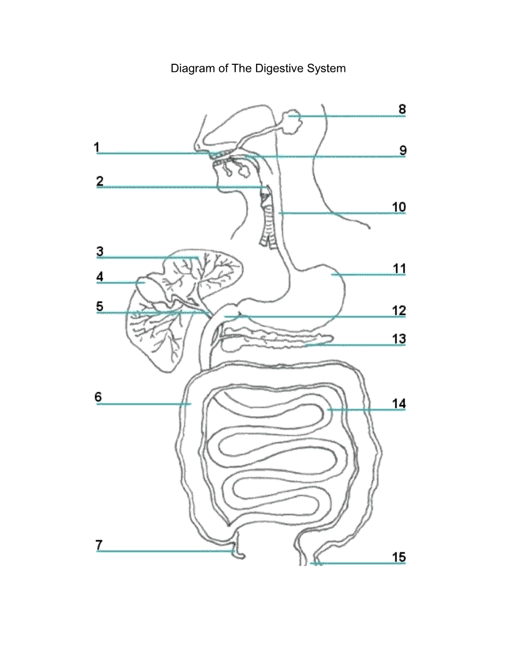 Diagram of the Digestive System