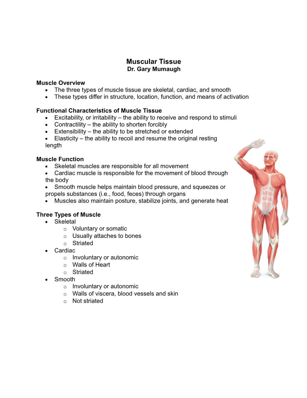 Functional Characteristics of Muscle Tissue