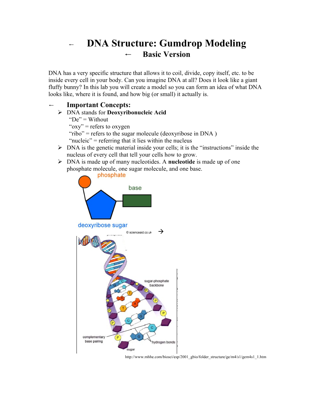 DNA Modeling Lab - Basic