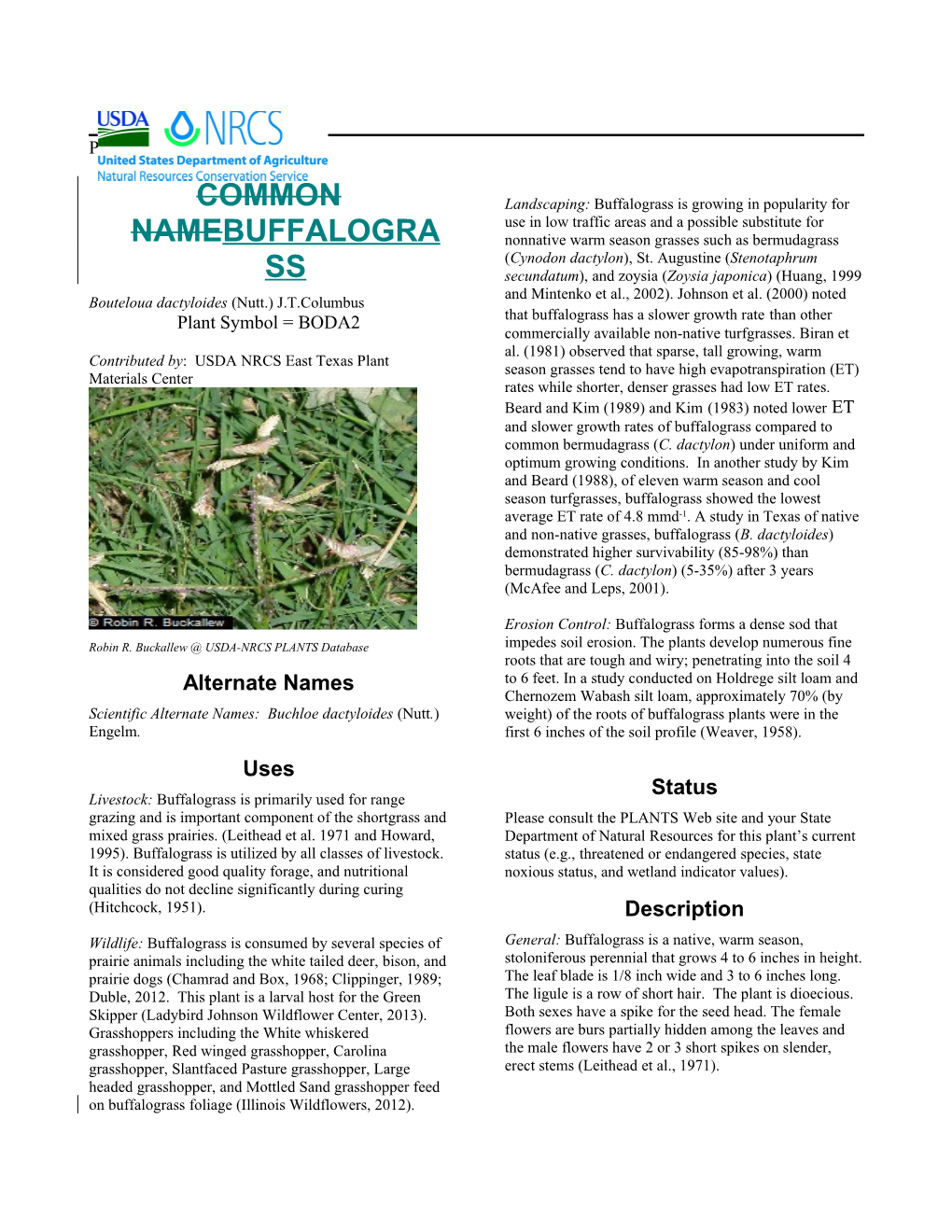 Buffalograss (Bouteloua Dactyloides) Plant Guide