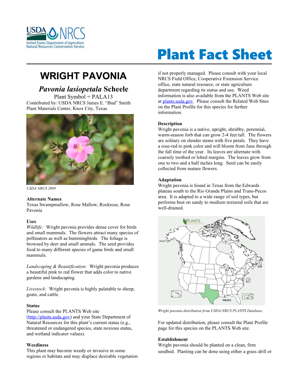 Wright Pavonia, Pavonia Lasiopetala Plant Fact Sheet