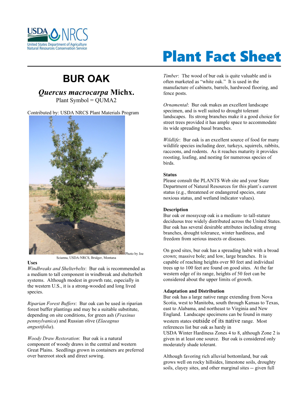 WHITE FIR Plant Fact Sheet