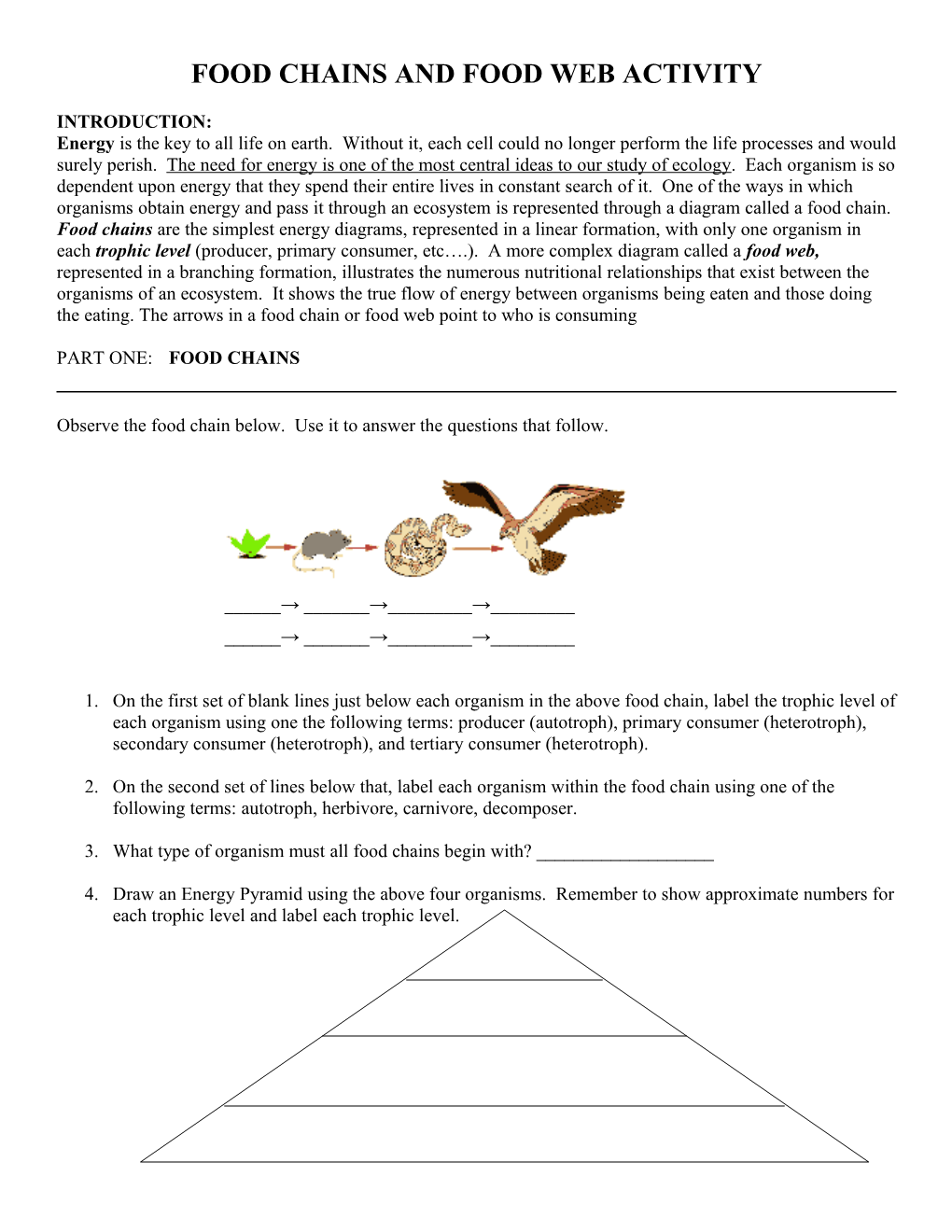 Food Chains and Food Web Activity
