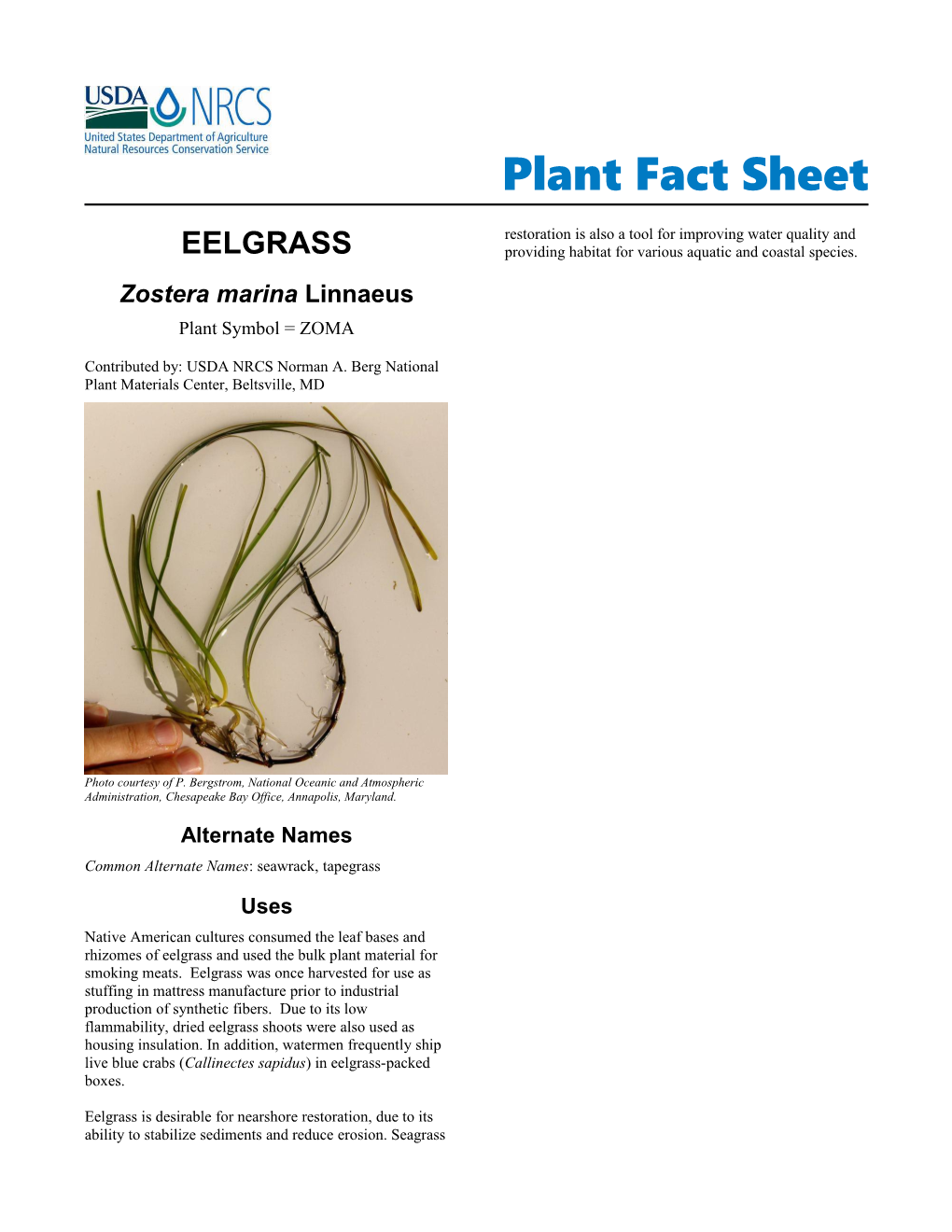 Eelgrass (Zostera Marina Linnaeus)