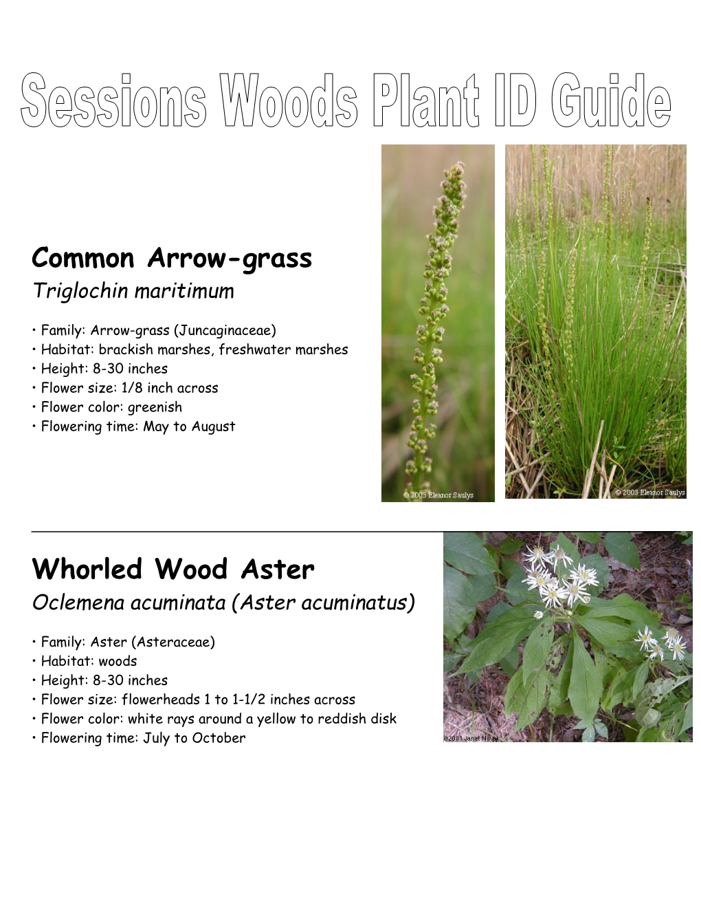 Whorled Wood Aster Oclemena Acuminata (Aster Acuminatus)