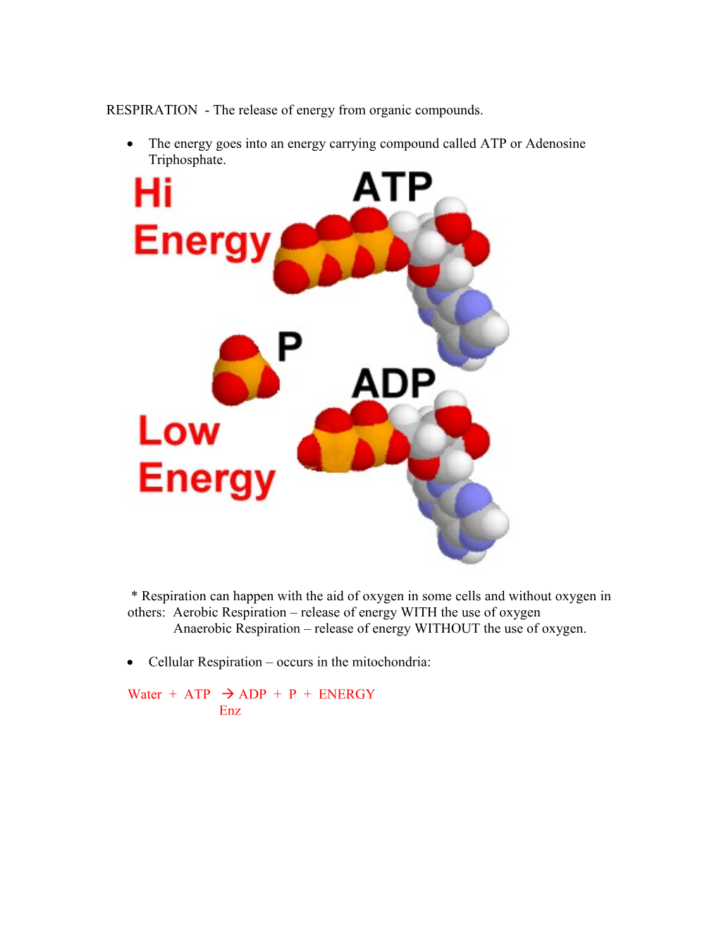 RESPIRATION - the Release of Energy from Organic Ccompounds