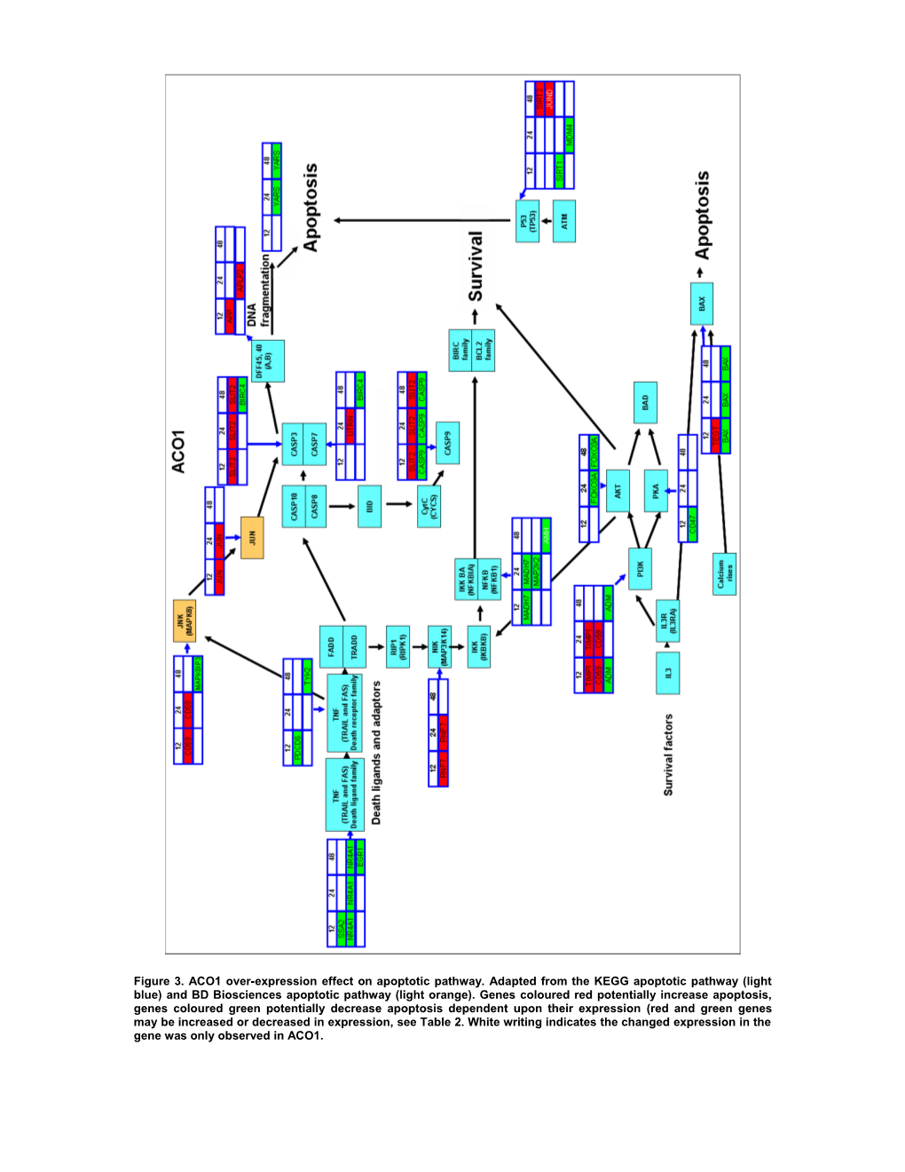 Figure 3. ACO1 Over-Expression Effect on Apoptotic Pathway. Adapted from the KEGG Apoptotic