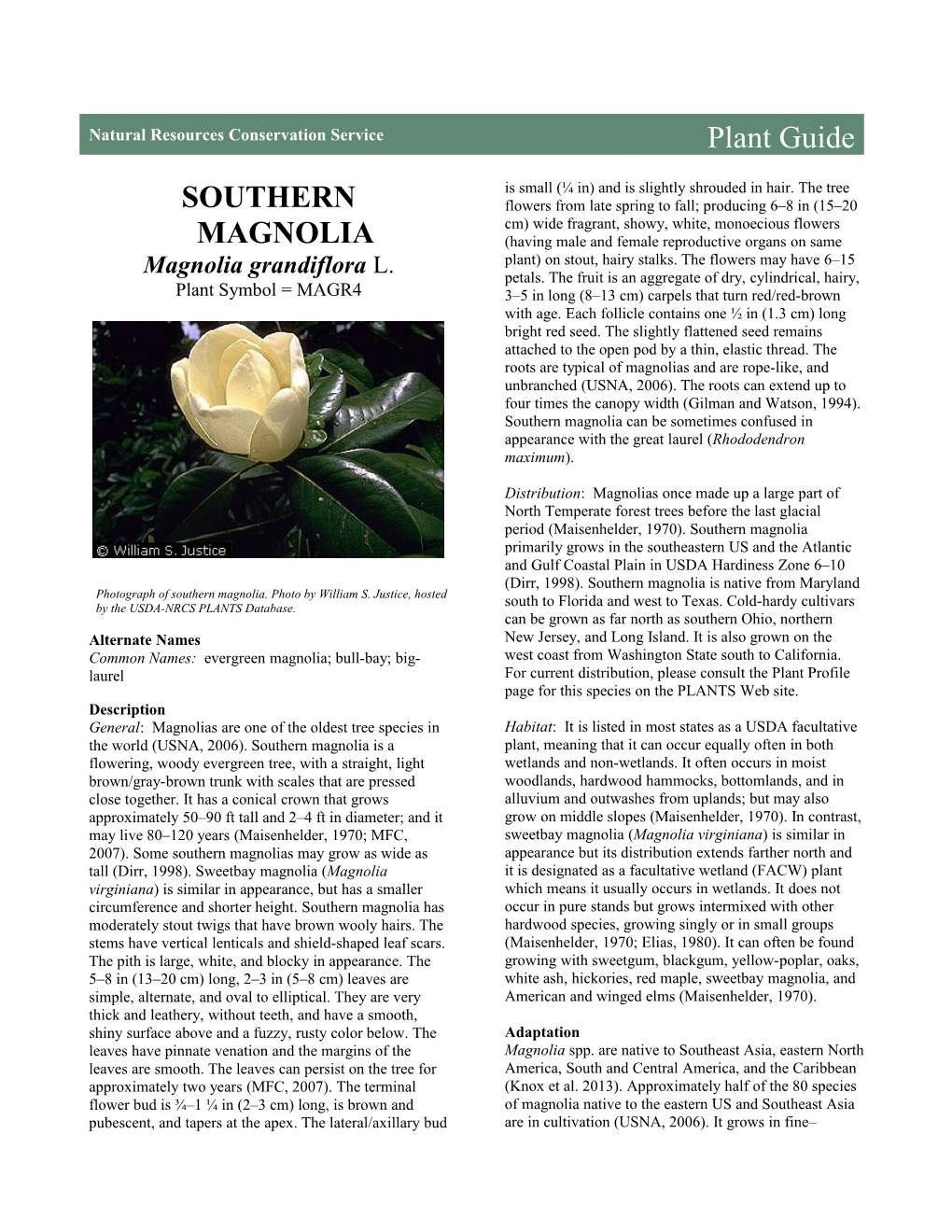 Southern Magnolia (Magnolia Grandiflora) Plant Guide