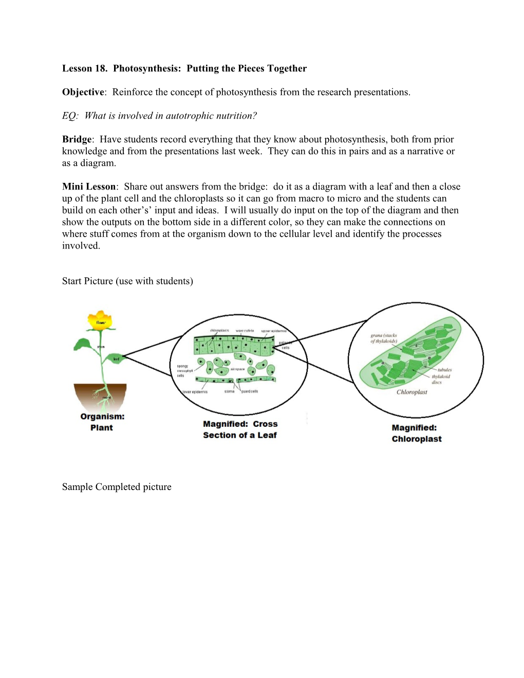 Lesson 18. Photosynthesis: Putting the Pieces Together