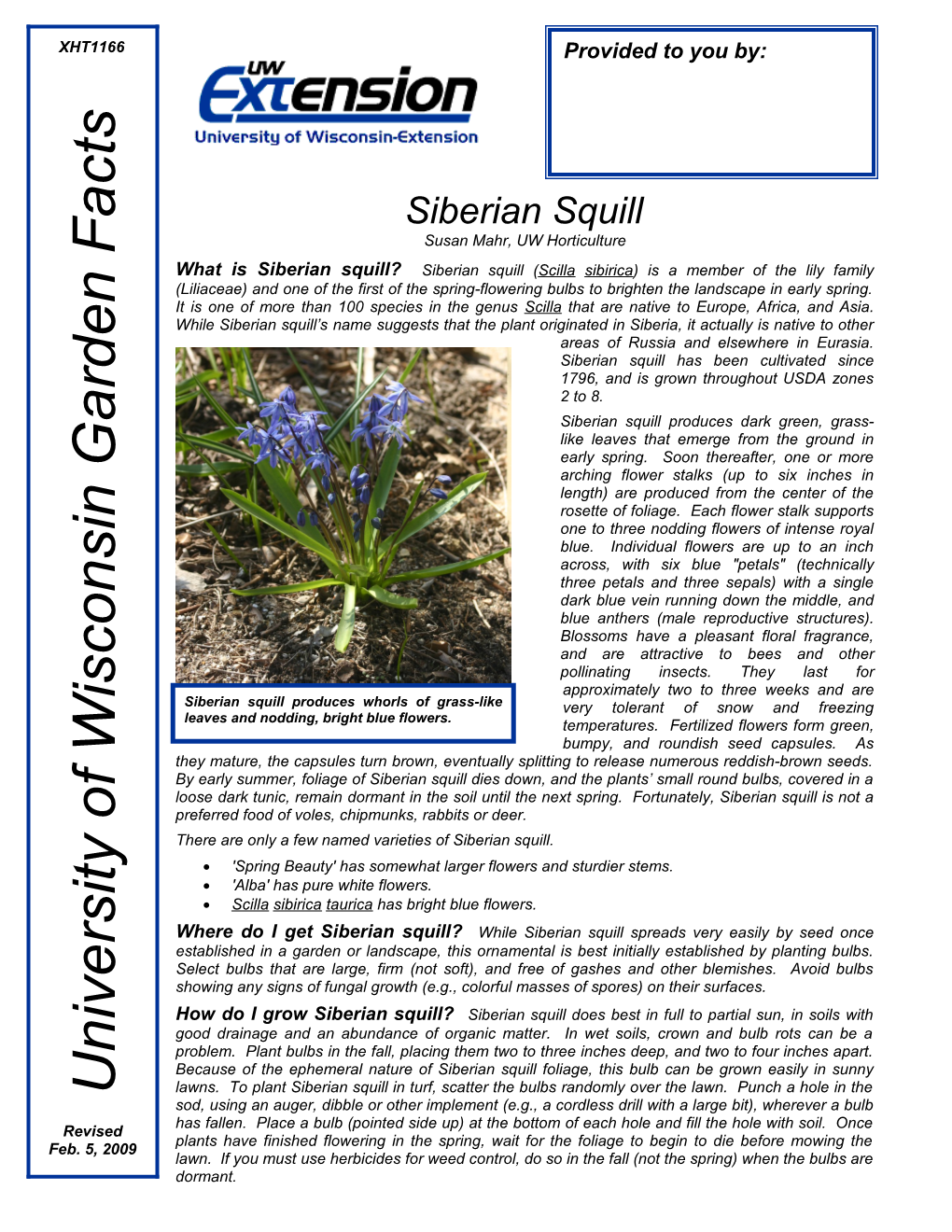 There Are Only a Few Named Varieties of Siberian Squill