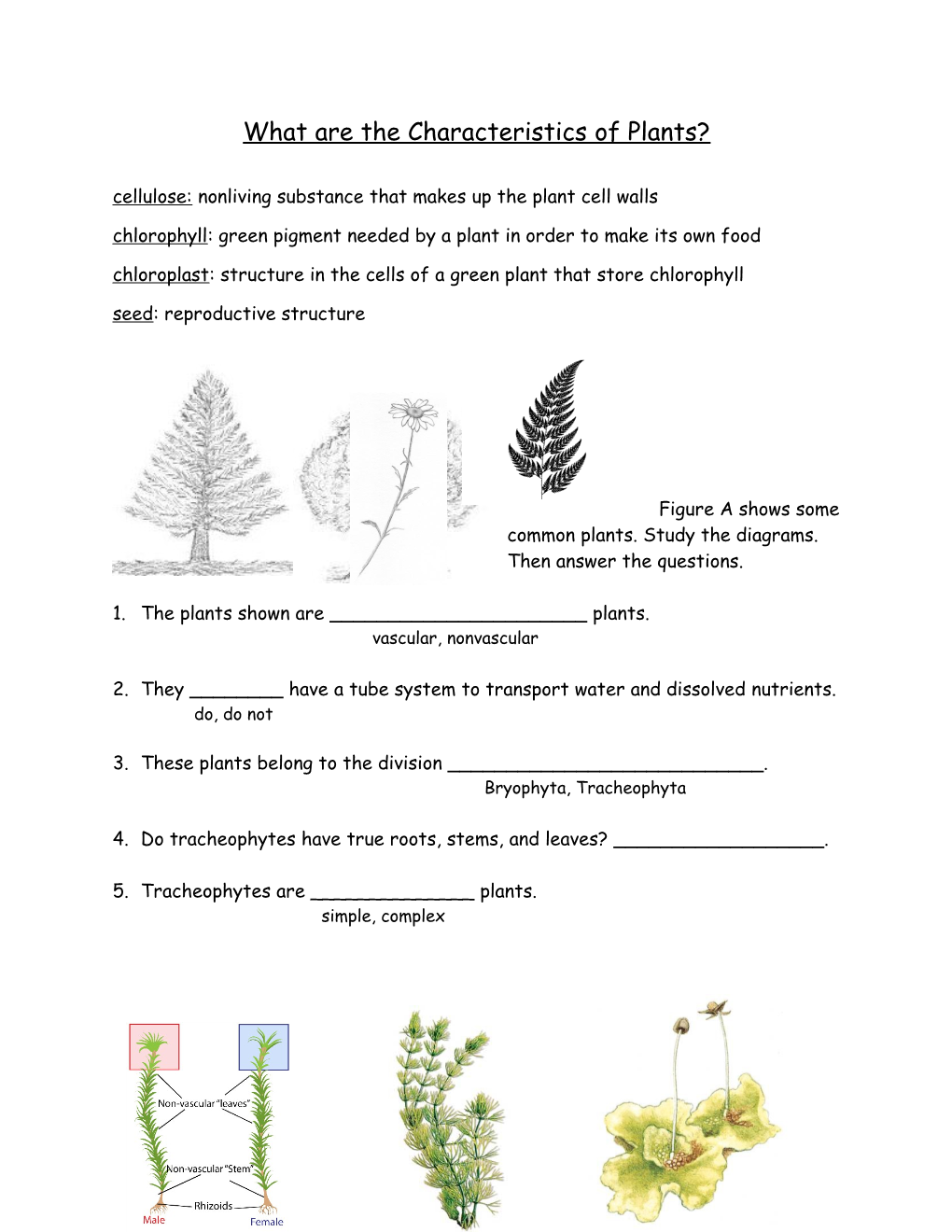 What Are the Characteristics of Plants