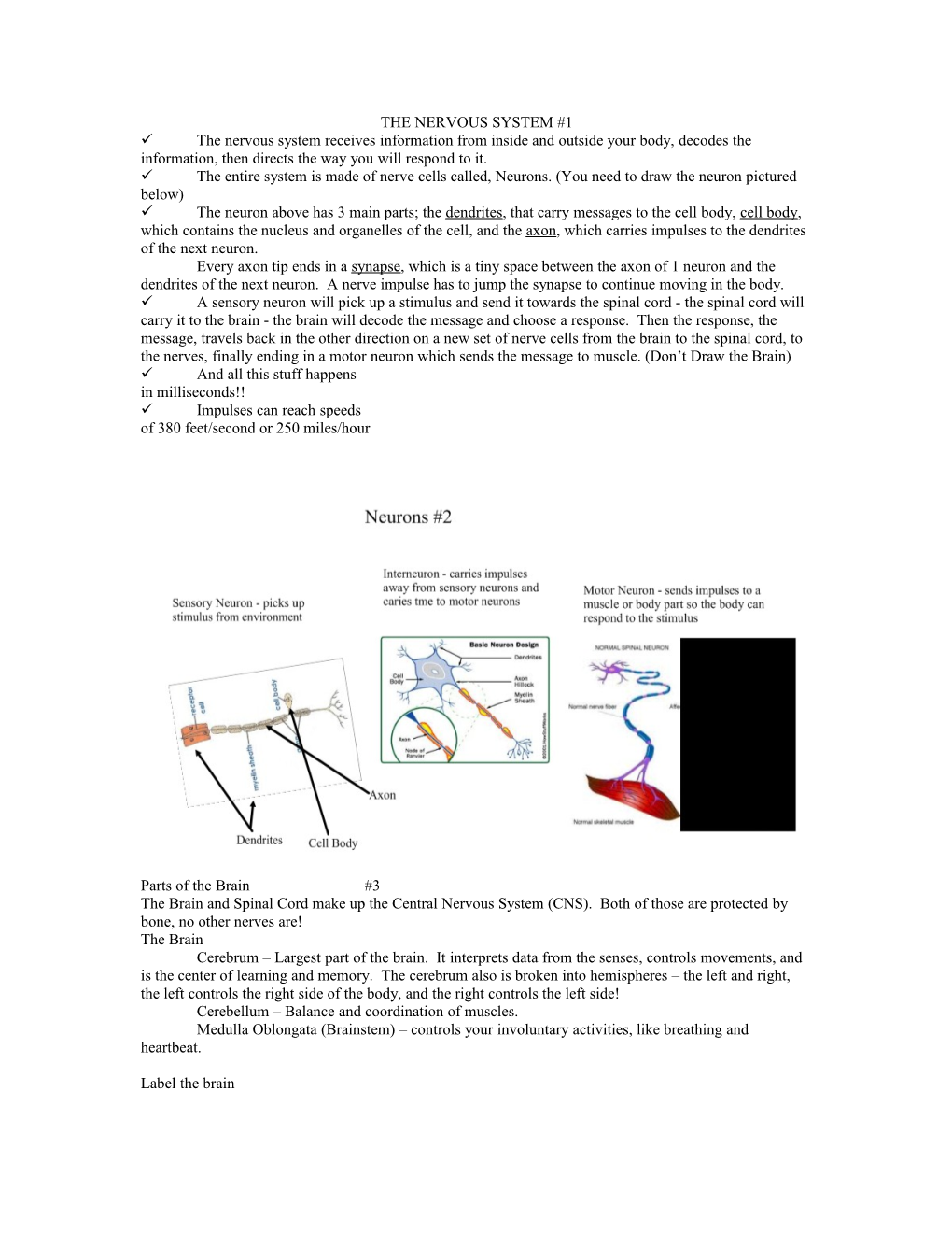 The Nervous System #1