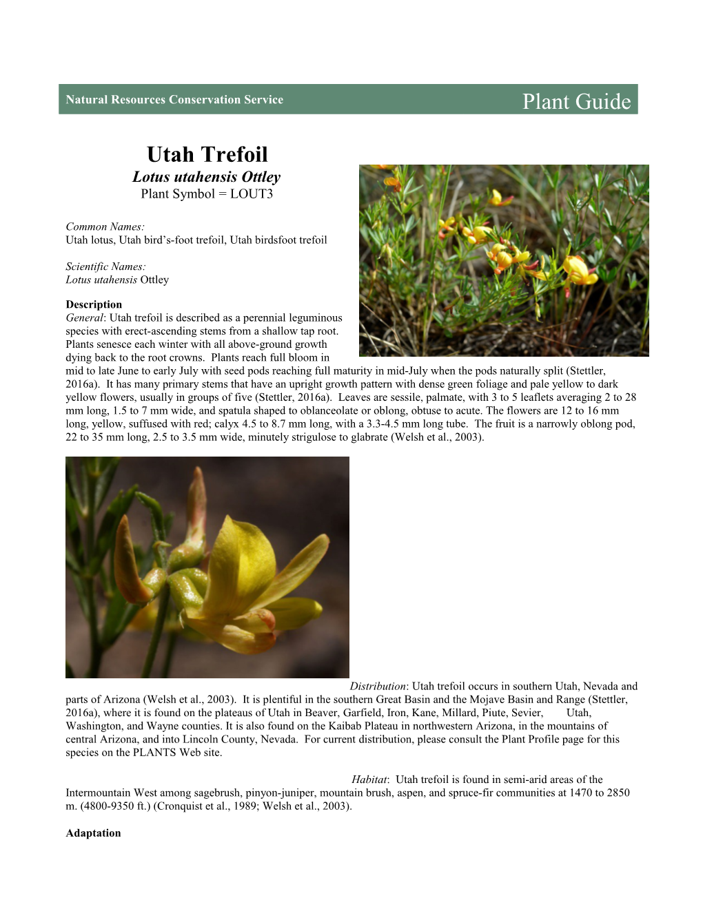 Plant Guide for Utah Trefoil (Lotus Utahensis)
