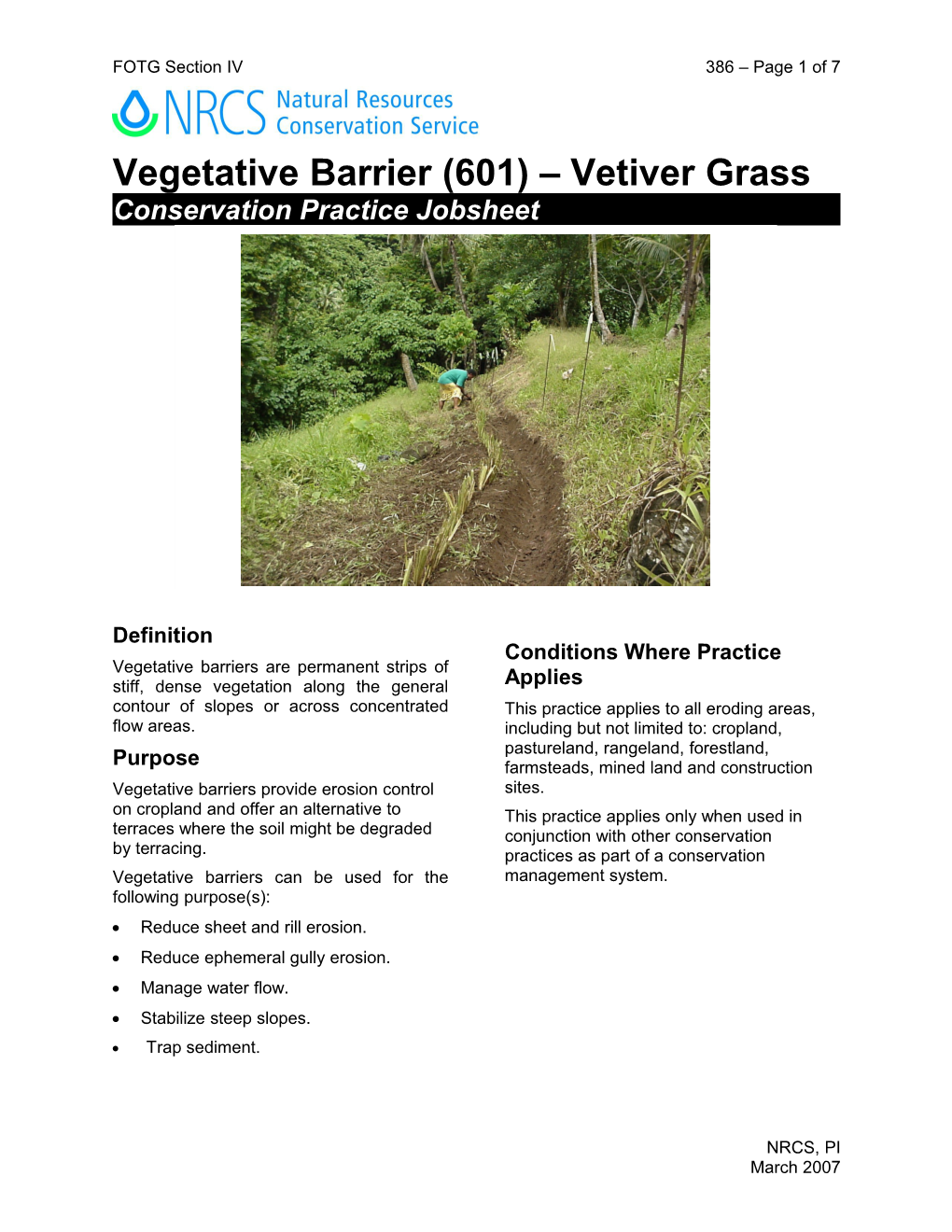 Vegetative Barrier (601) Vetiver Grass