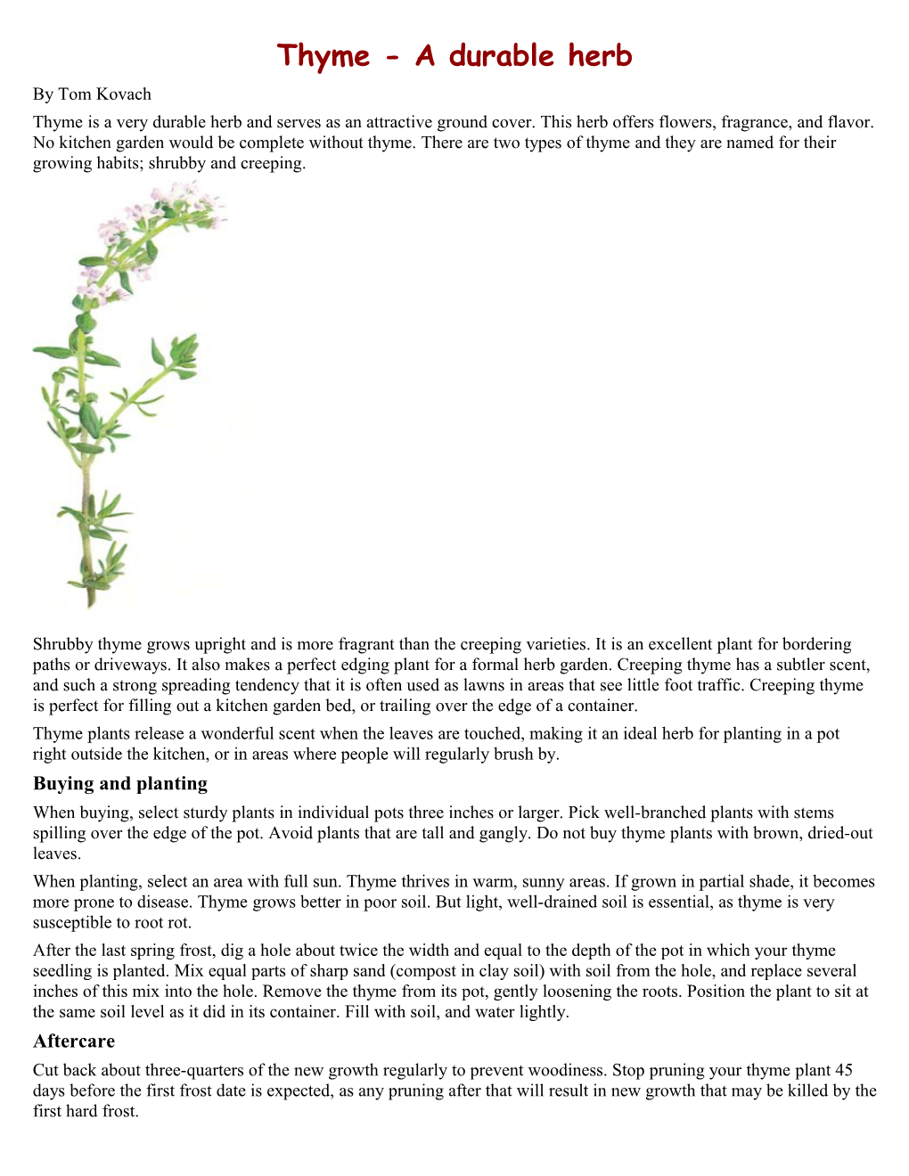 Thyme - a Durable Herb